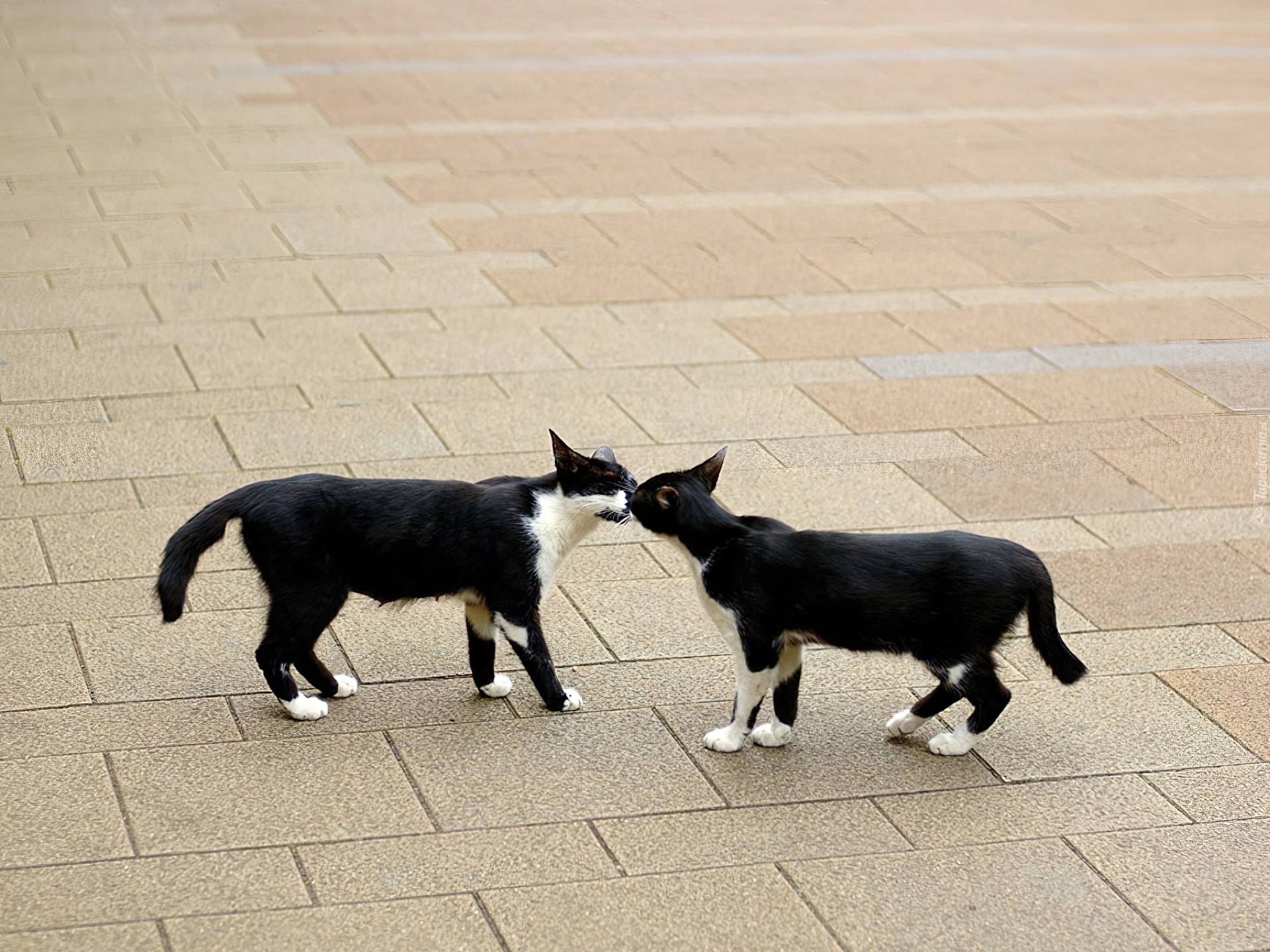 Я готов сразу несколько котов. Два кота. Кошки обнюхивают друг друга. Кошка на улице. Два чёрных кота на улице.