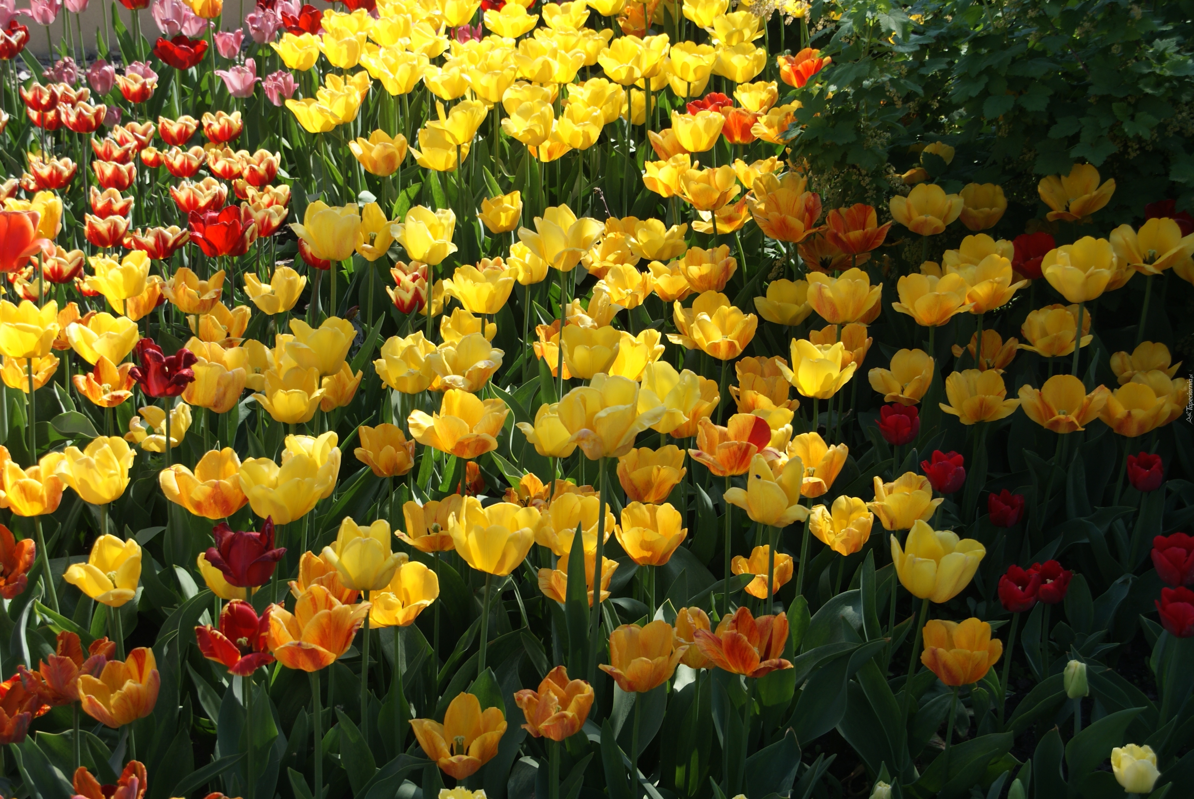 Wiosna, Kwiaty, Tulipany, Ogród