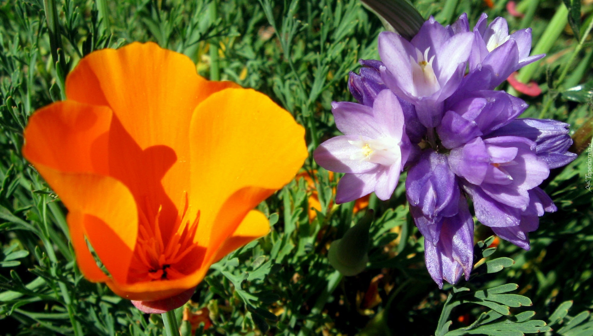 Kwiaty, Mak, Dichelostemma