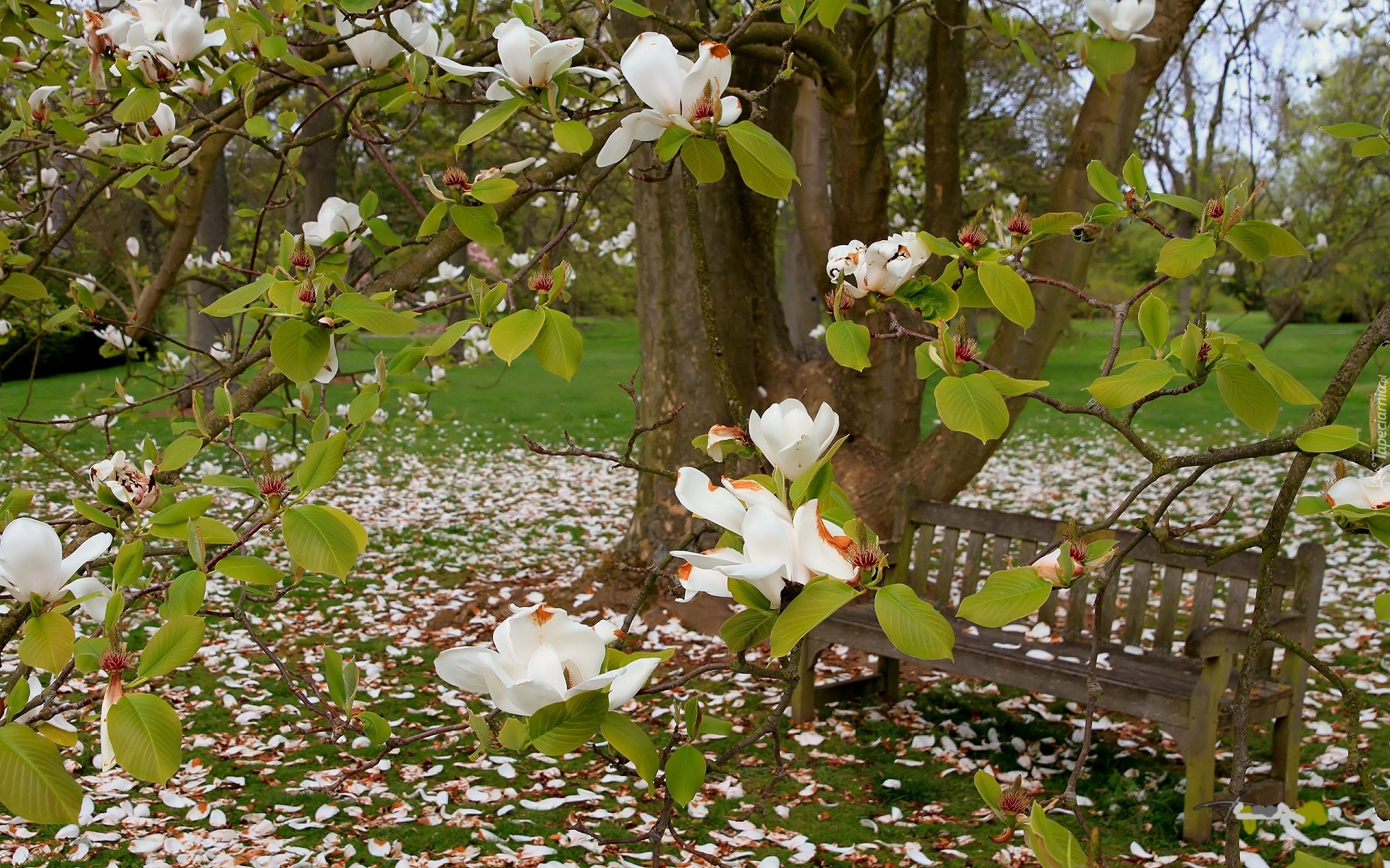 Wiosna, Park, Biała, Magnolia, Ławeczka