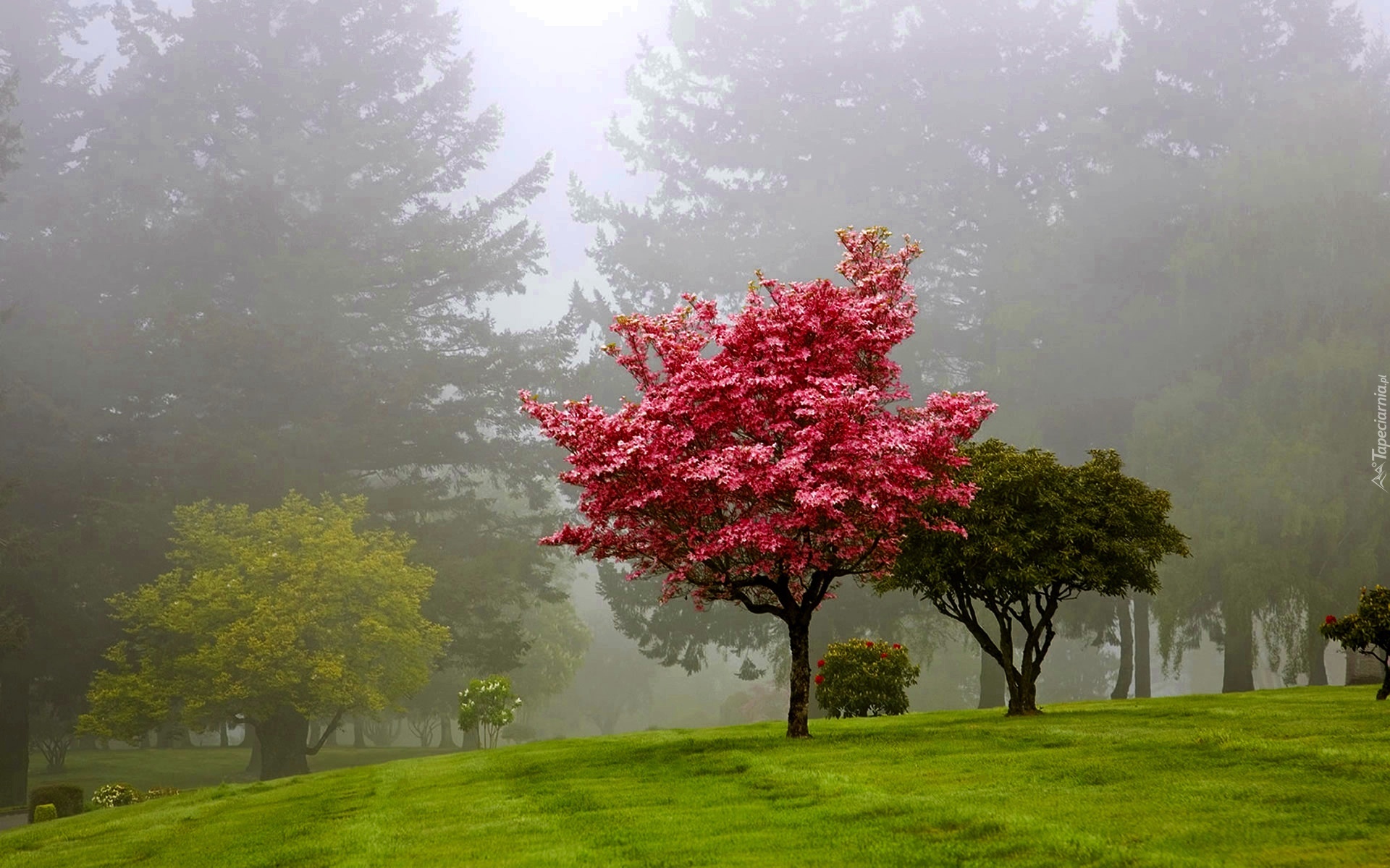 Park, Drzewa, Mgła