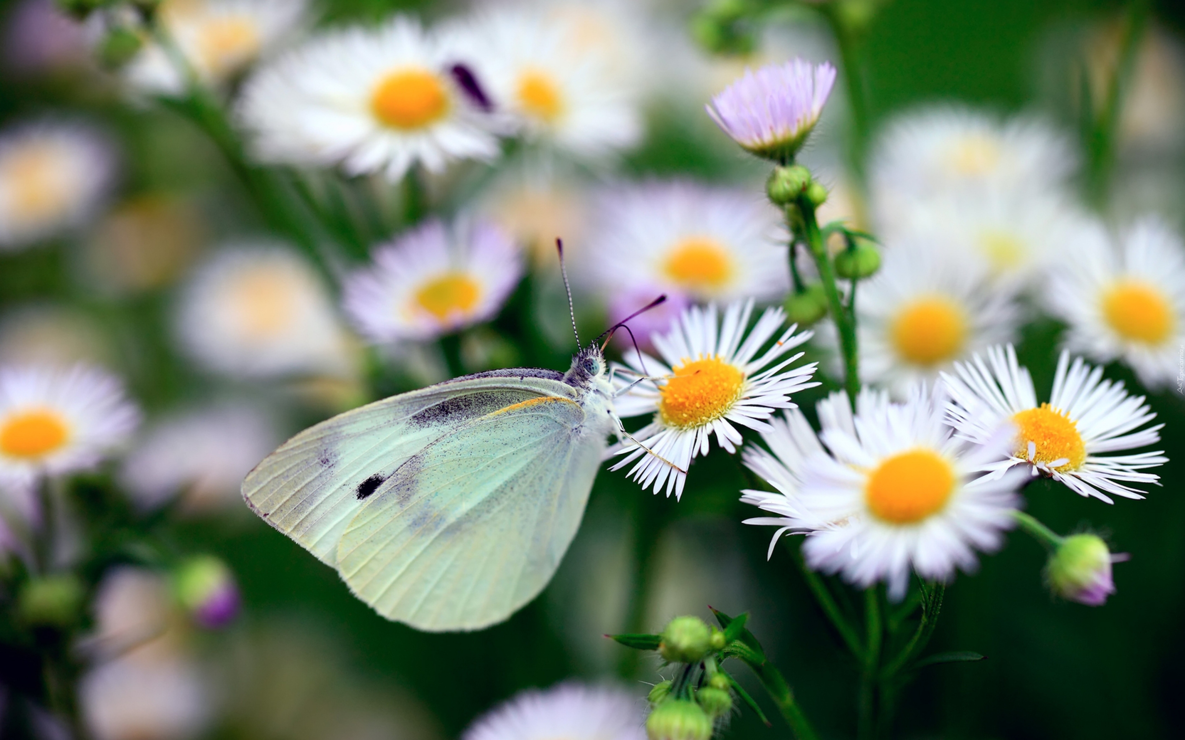 Przymiotno, Białe, Motyl, Bielinek