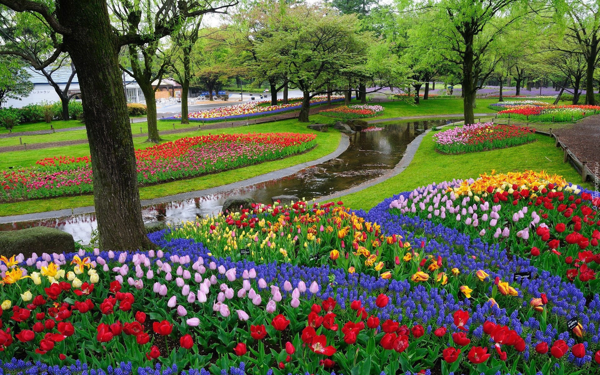 Park, Drzewa, Rzeczka, Tulipany