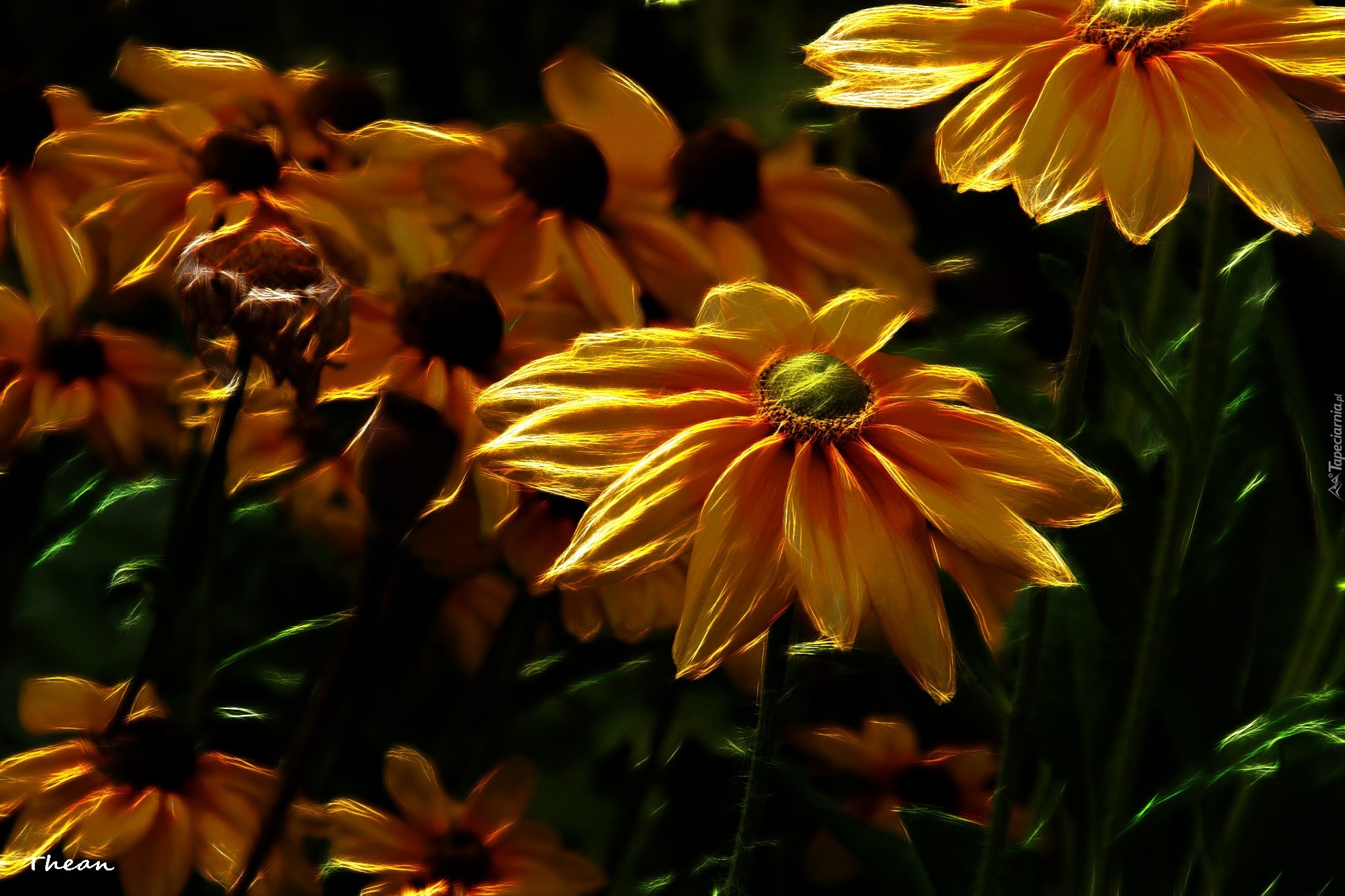 Żółte, Kwiaty, Fractalius