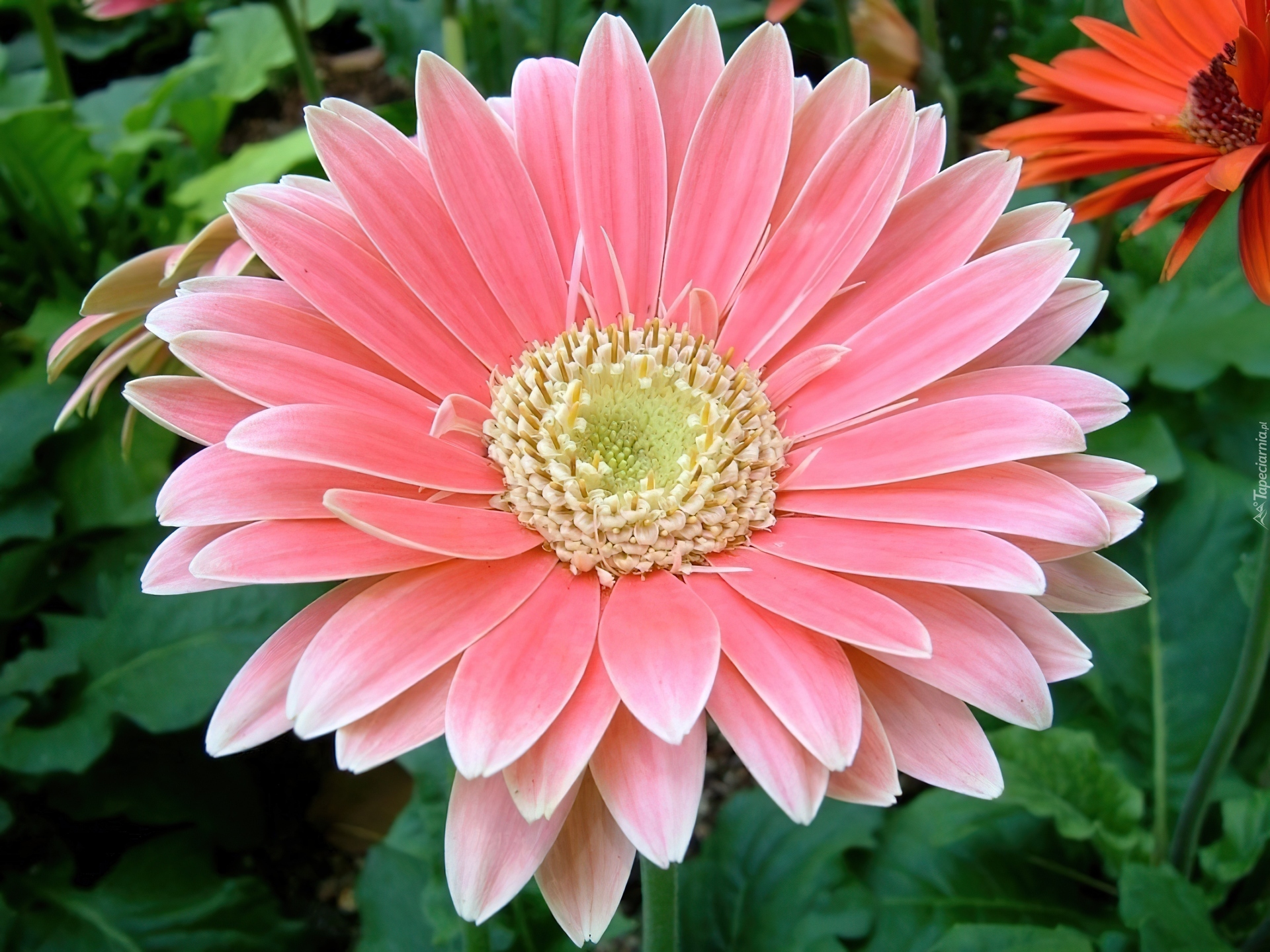 Różowa, Gerbera