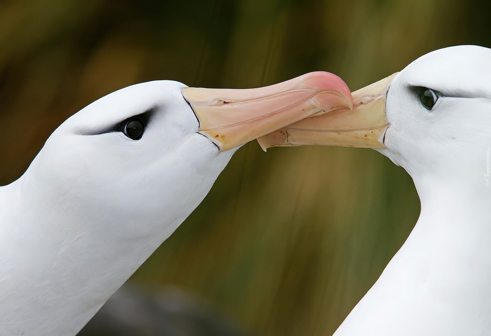 Albatrosy