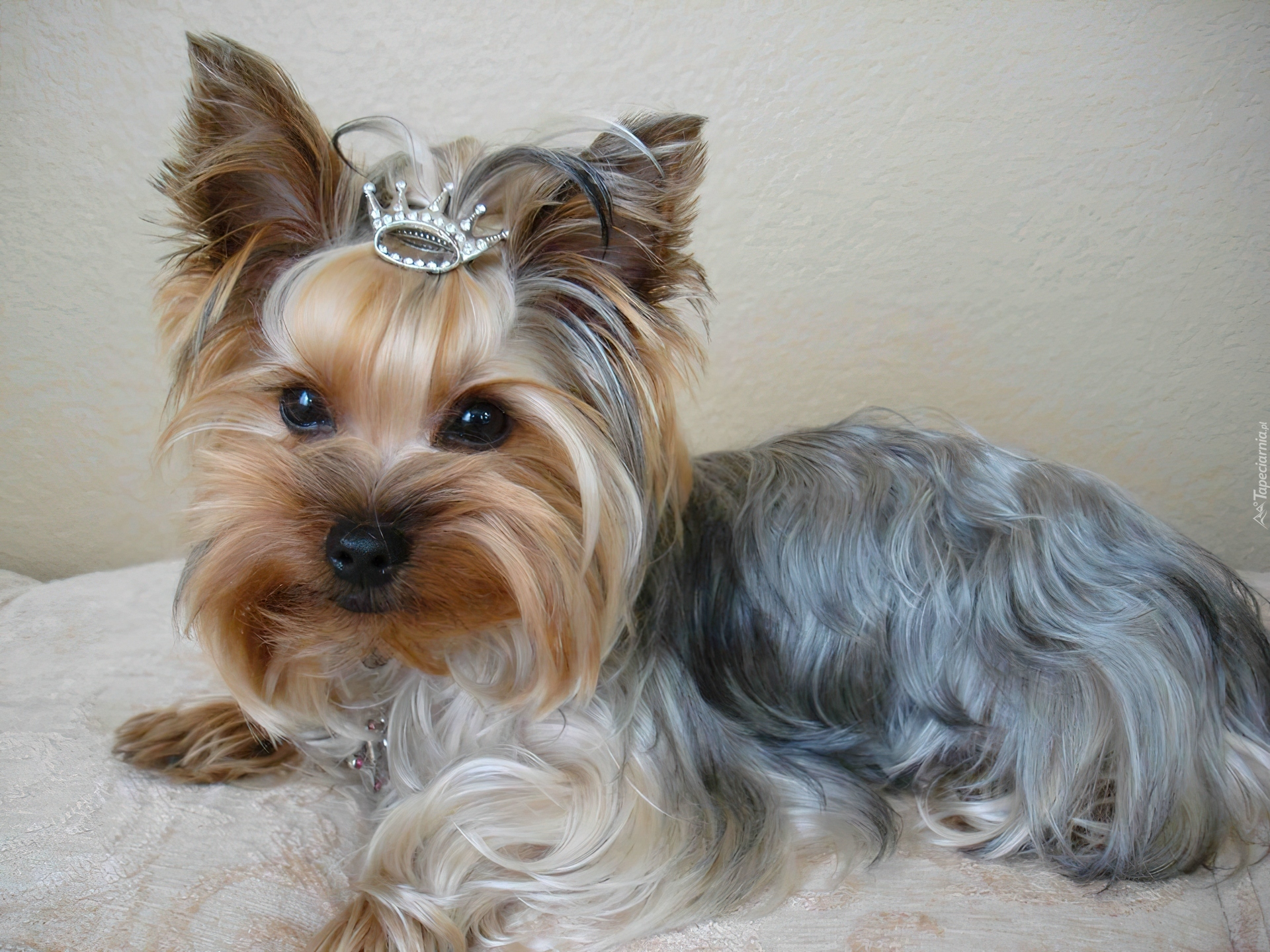 Yorkshire Terrier, Korona