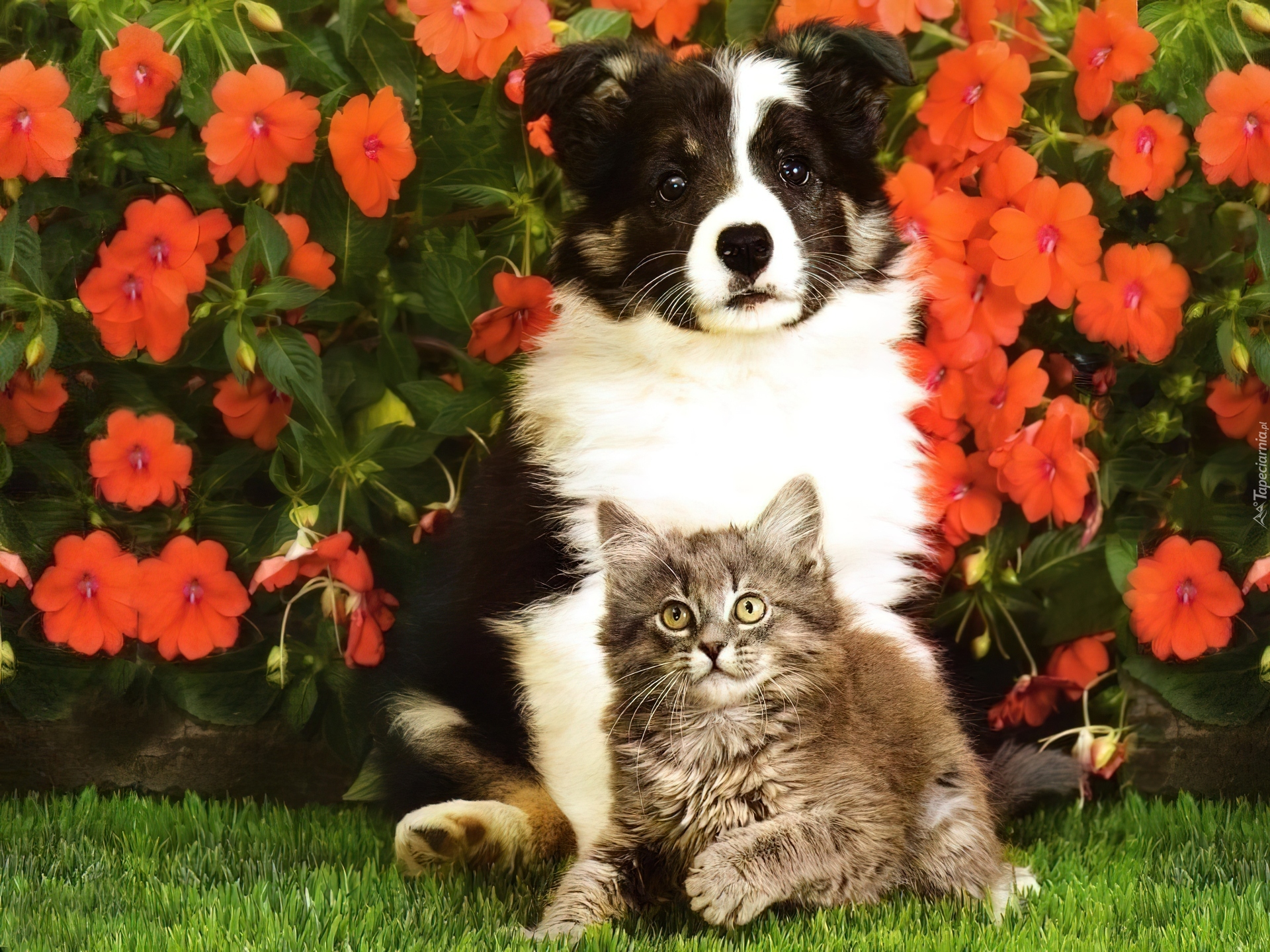 Картинки котят и щенят. Котики собачки. Красивые собаки и кошки. Красивые собаки. Щенок и котенок.
