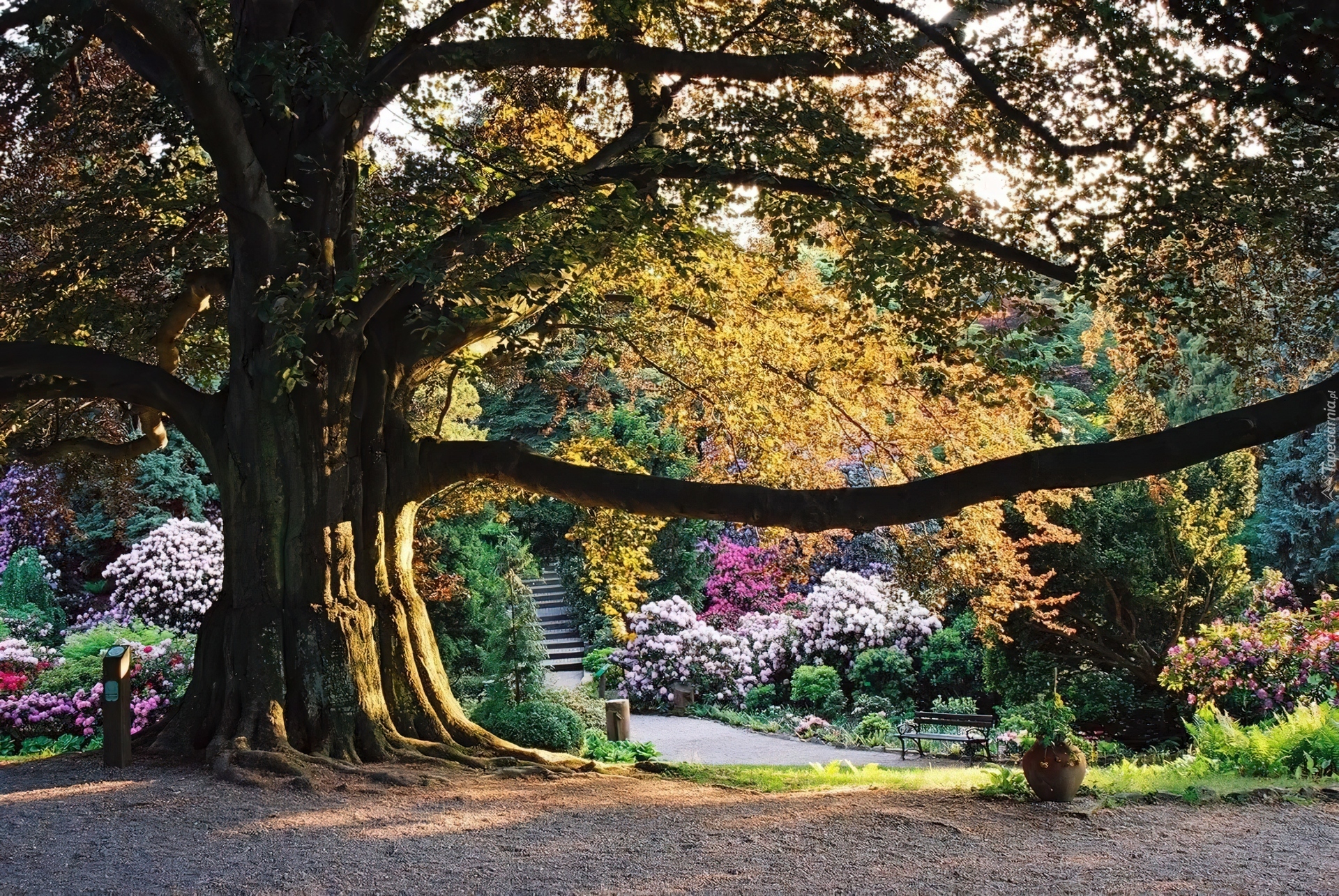 Arboretum, Wojsławice