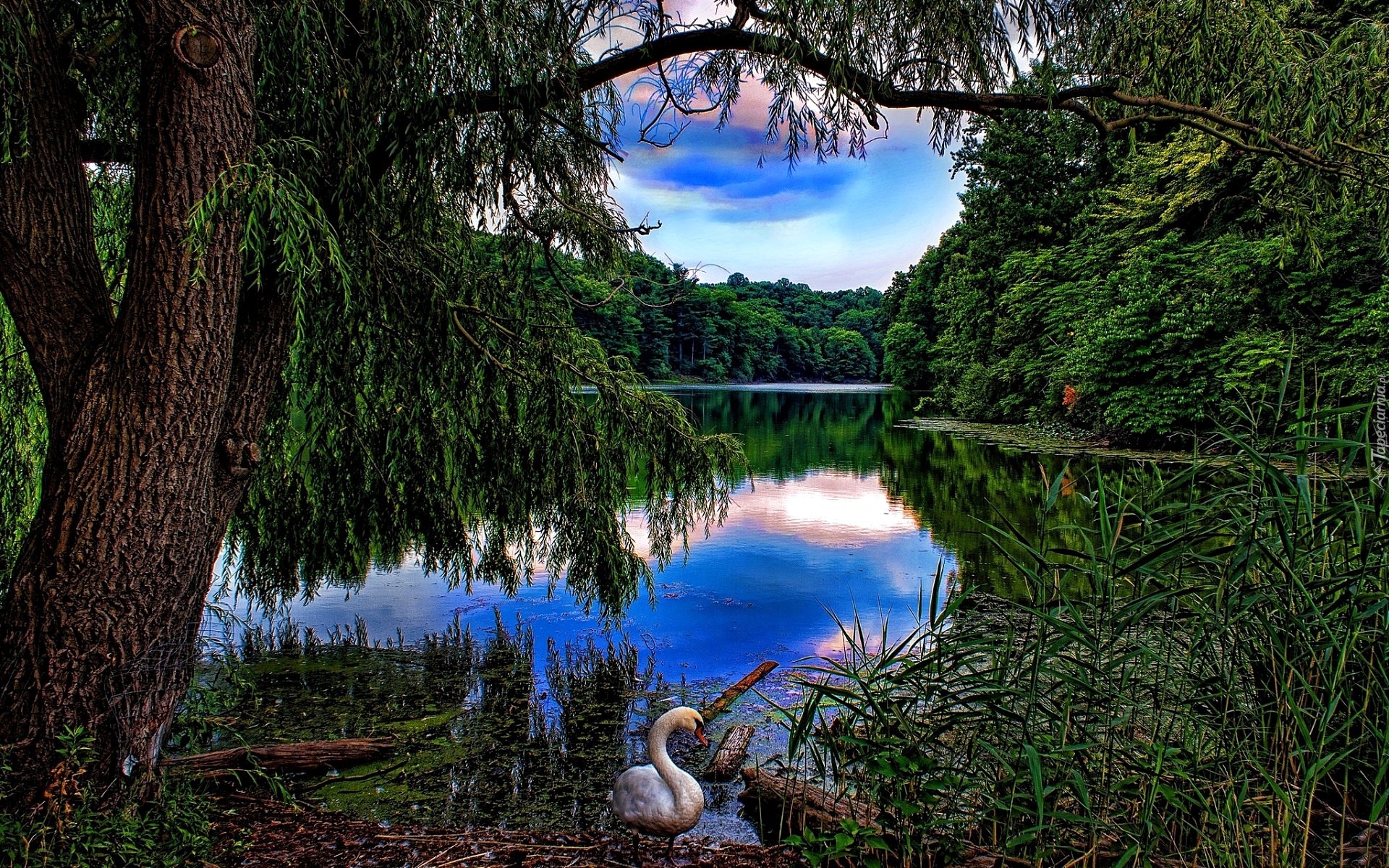 Jezioro, Lasy, Łąbędz