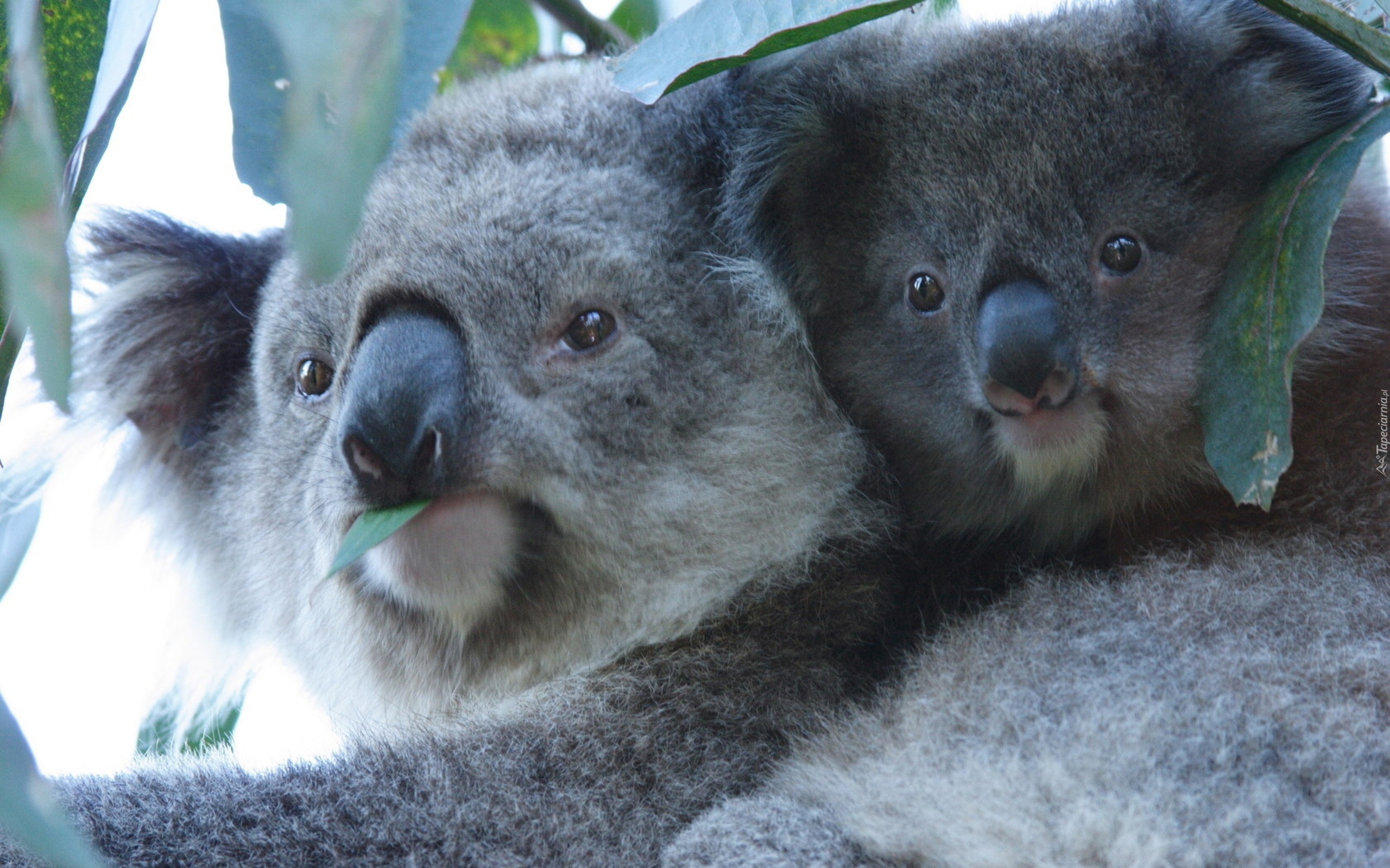 Dwa, Misie, Koala
