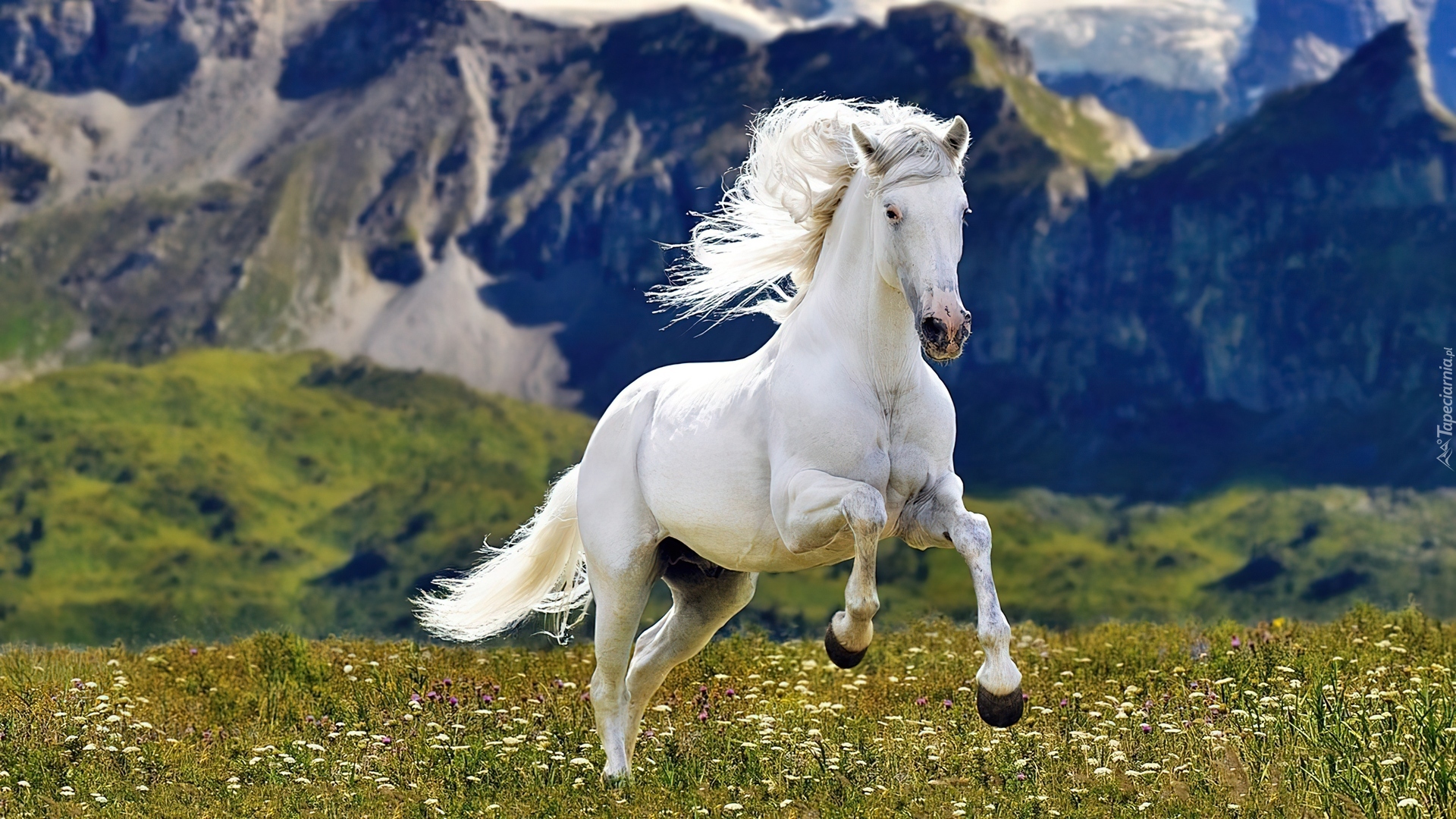 Лошадь в цветах скачать