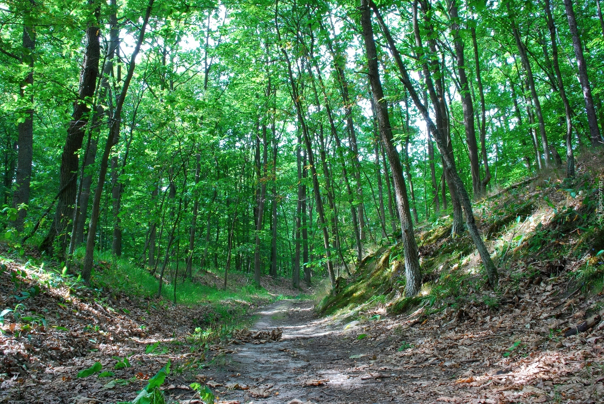 Dąbrowa, Leśna, Ścieżka