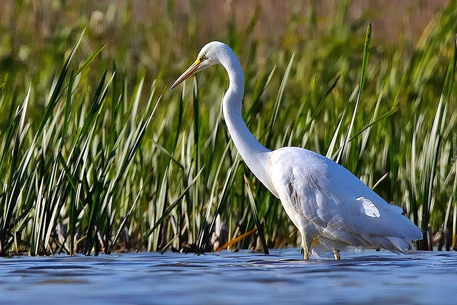 Czapla, Biała, Rzeka, Trzcina