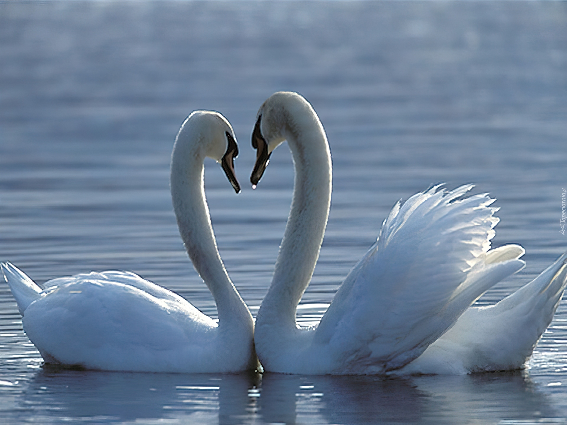 Полную верность. Влюбленные лебеди. Верность лебедей. Любовь и верность. Лебединая любовь и верность.