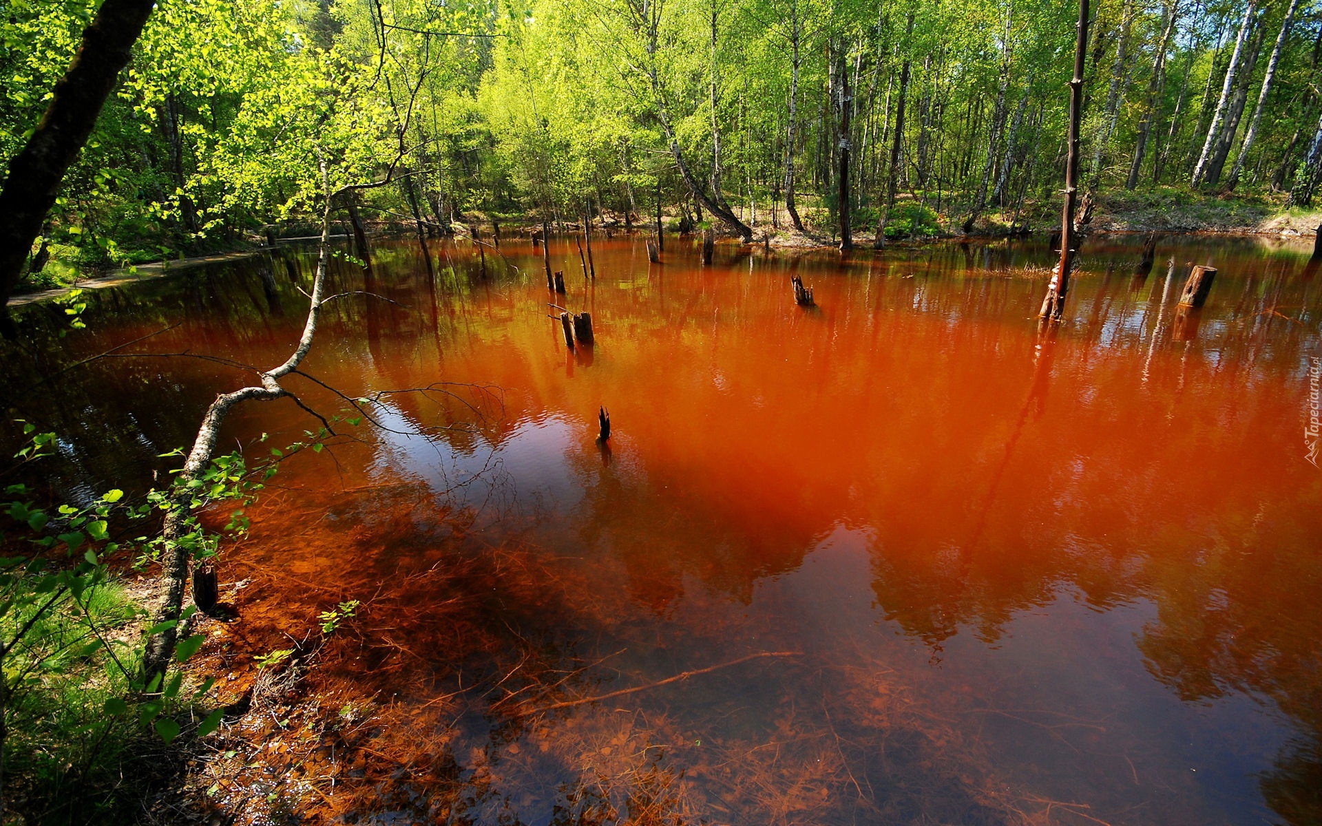 Jezioro, Antropogeniczne, Łuk Mużakowa, Park