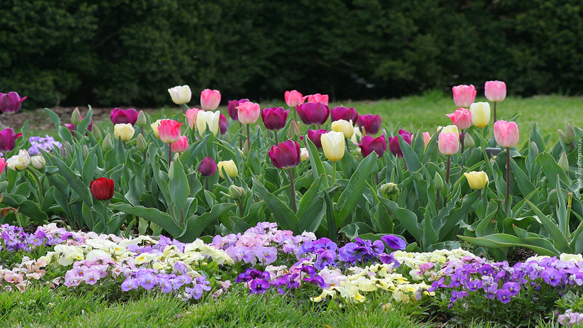 Ogród, Bratki, Tulipany