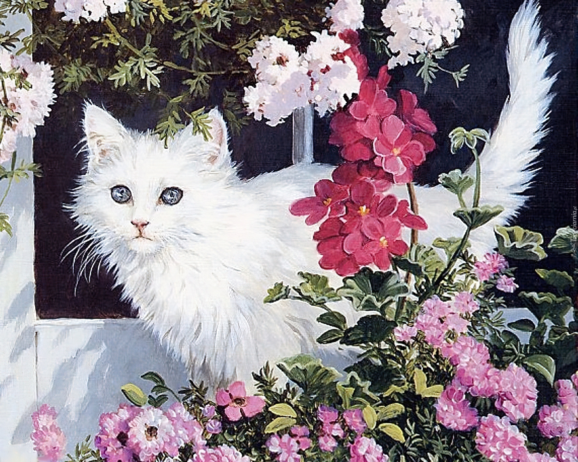 Biały, Kot, Kwiaty