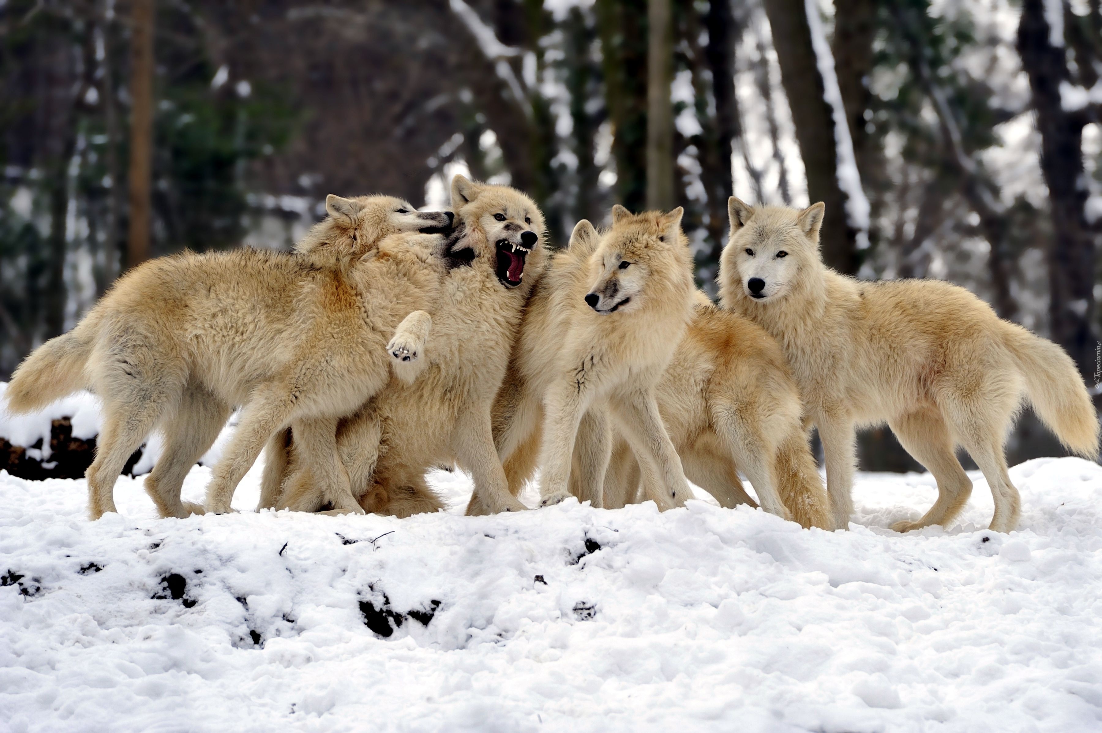 Stado, Wilków, Śnieg
