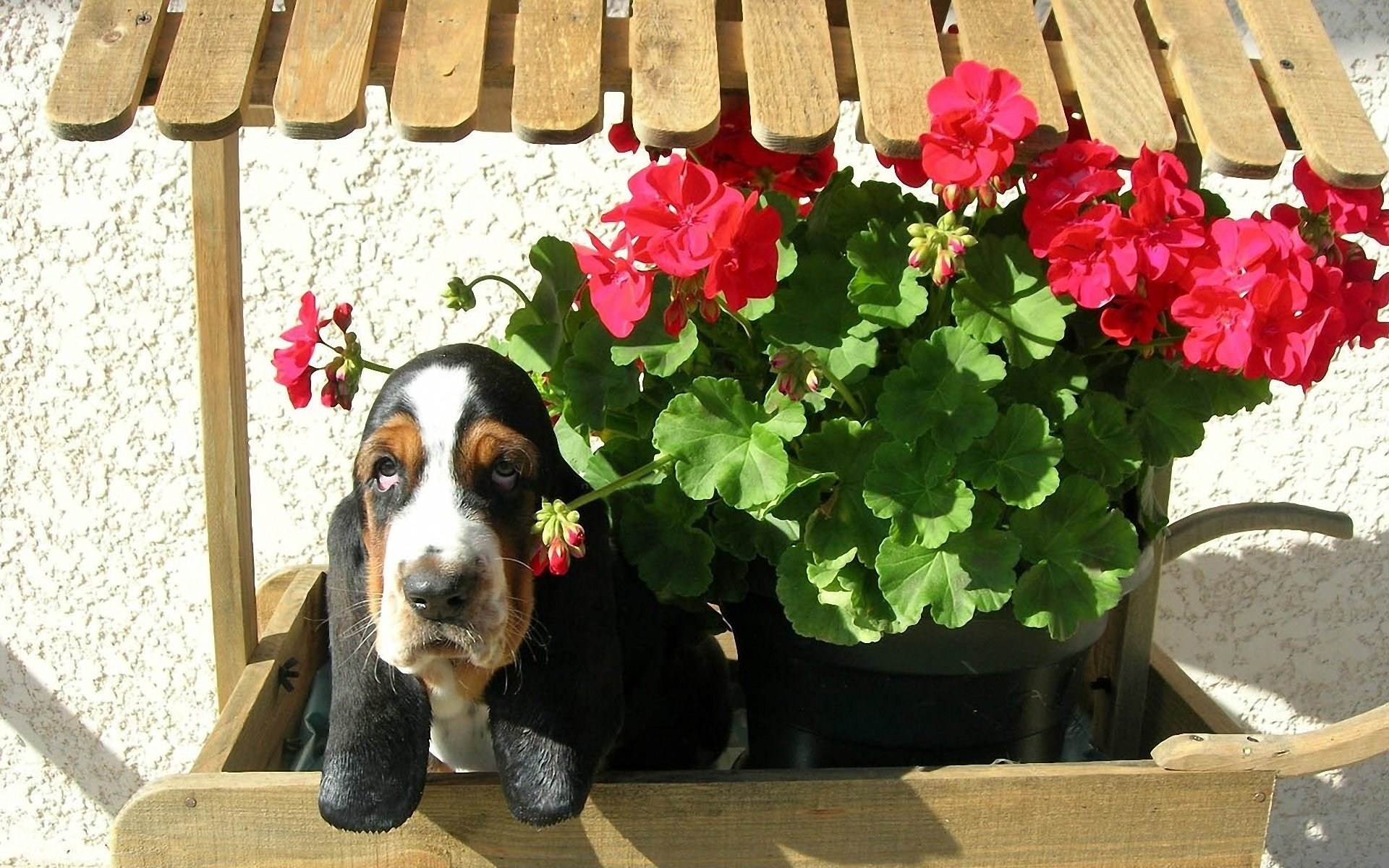 Basset Hound, Kwiatki