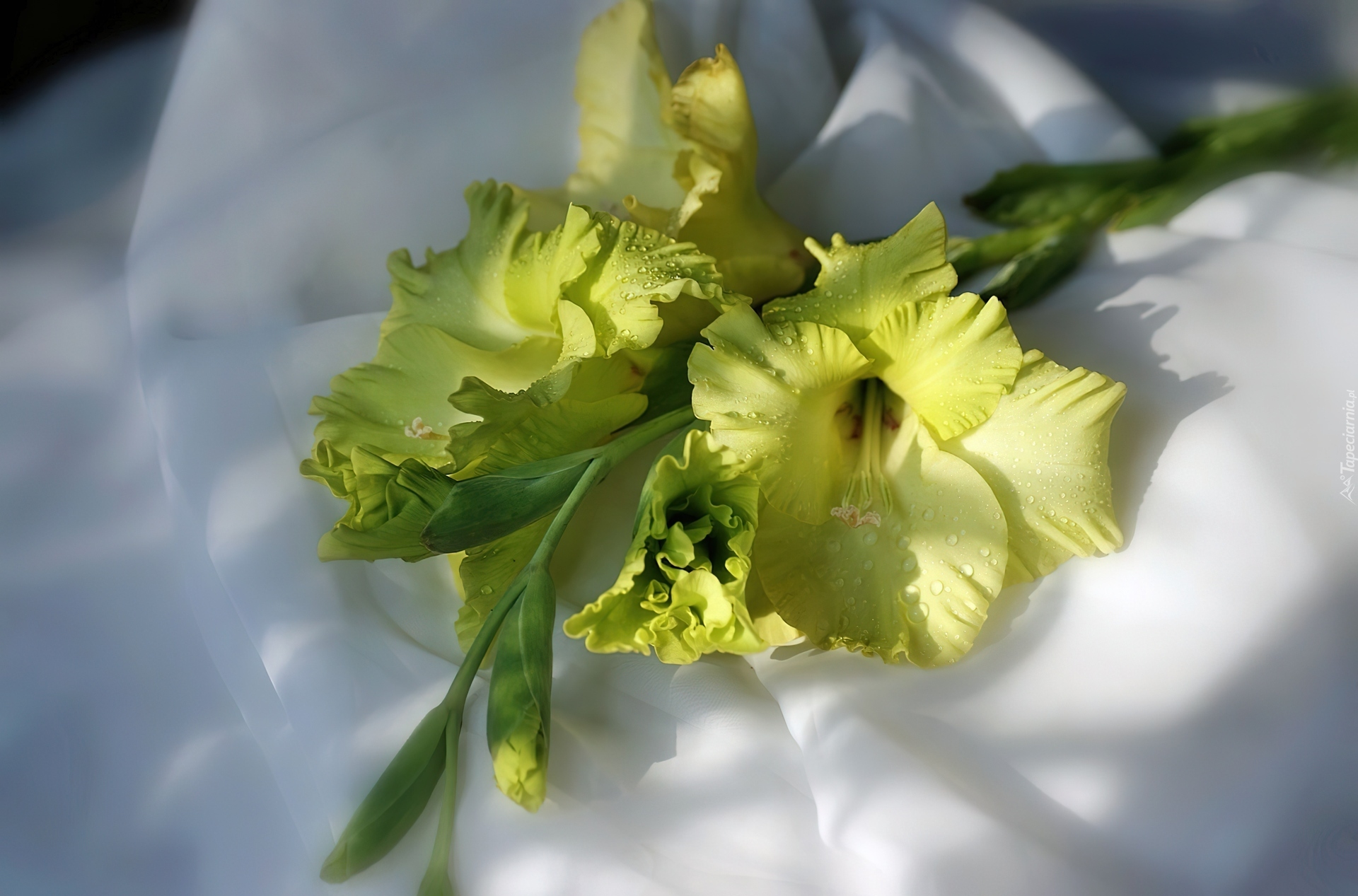 Żółta, Gladiola