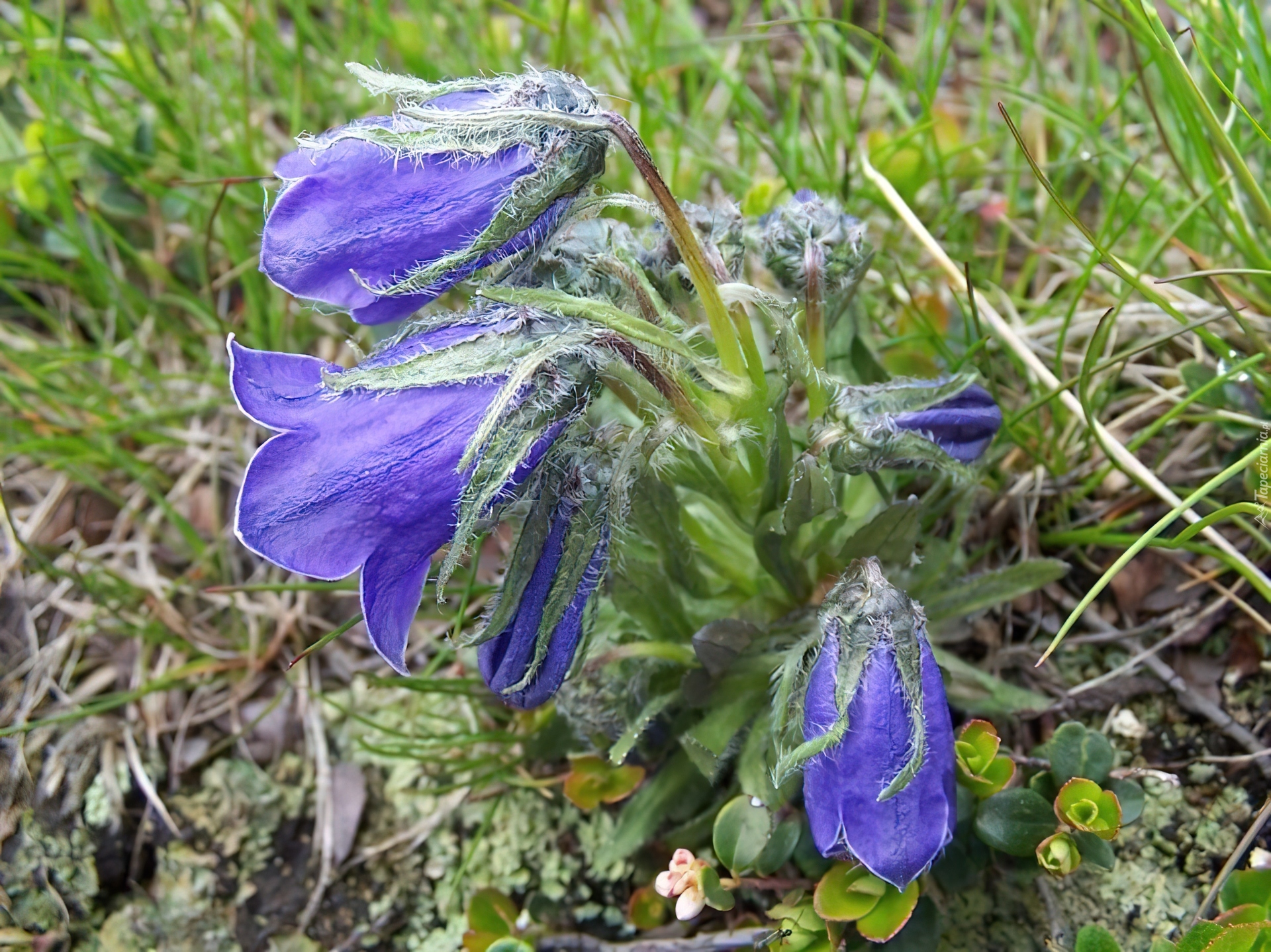 Dzwonek Alpejski, Łąka