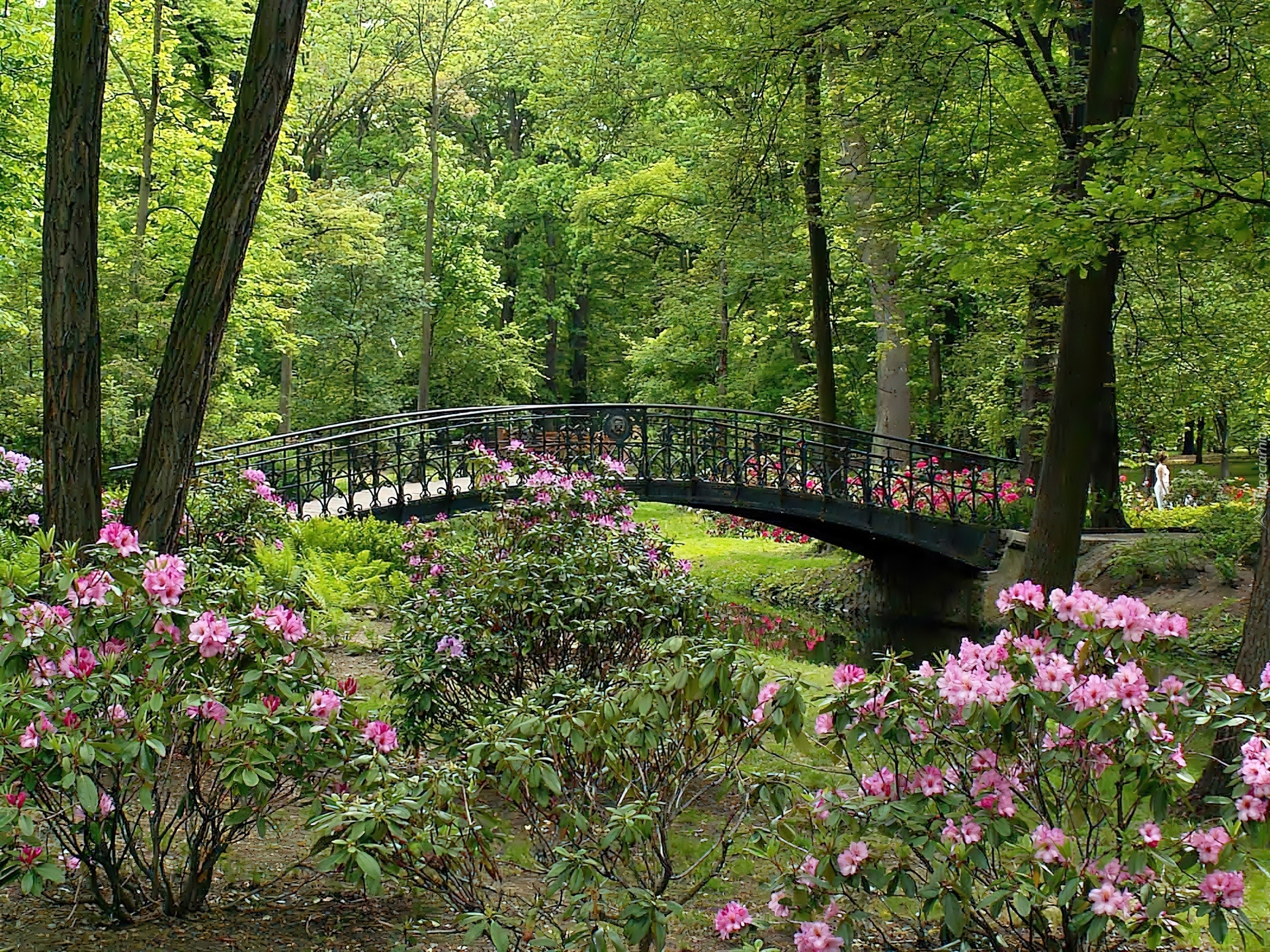 Park, Kwitnące, Rododendrony, Rzeczka, Mostek