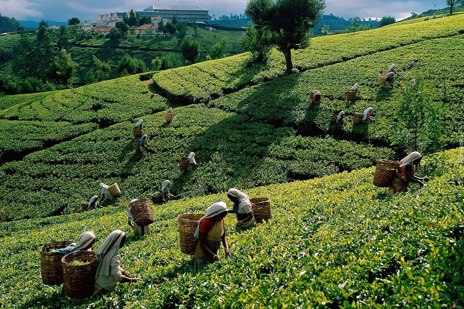 Herbata, Zbiór, Srilanka