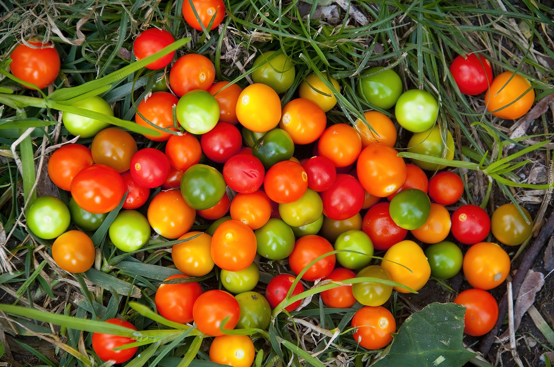 Kolorowe, Pomidory
