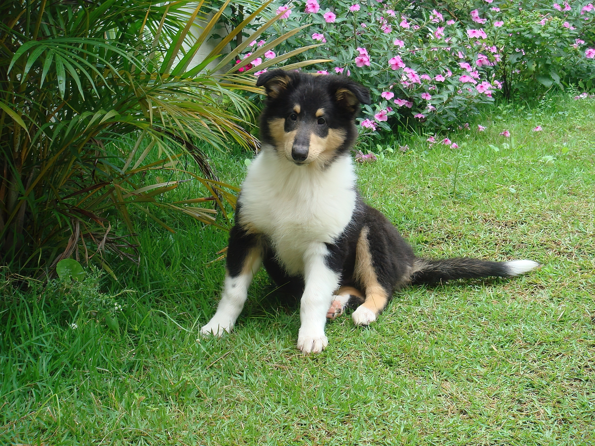 Szczeniak, Owczarek szkocki