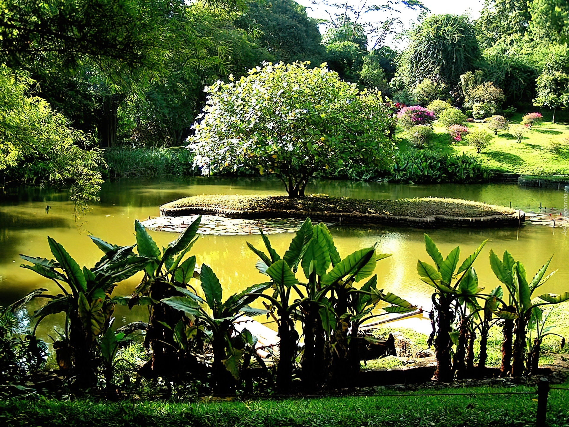 Ogród, Botaniczny, Sri Lanka