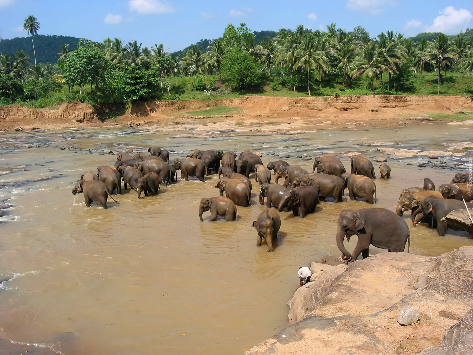 Słonie, Rzeka, Kąpiel, Sri Lanka