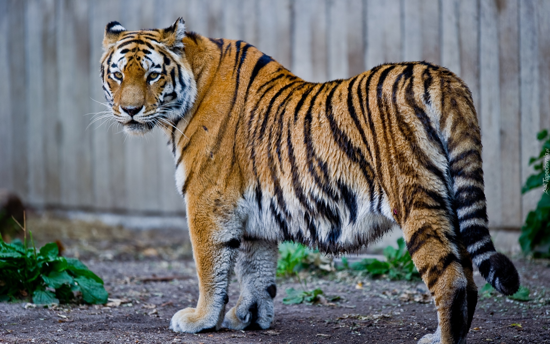 Duży, Tygrys