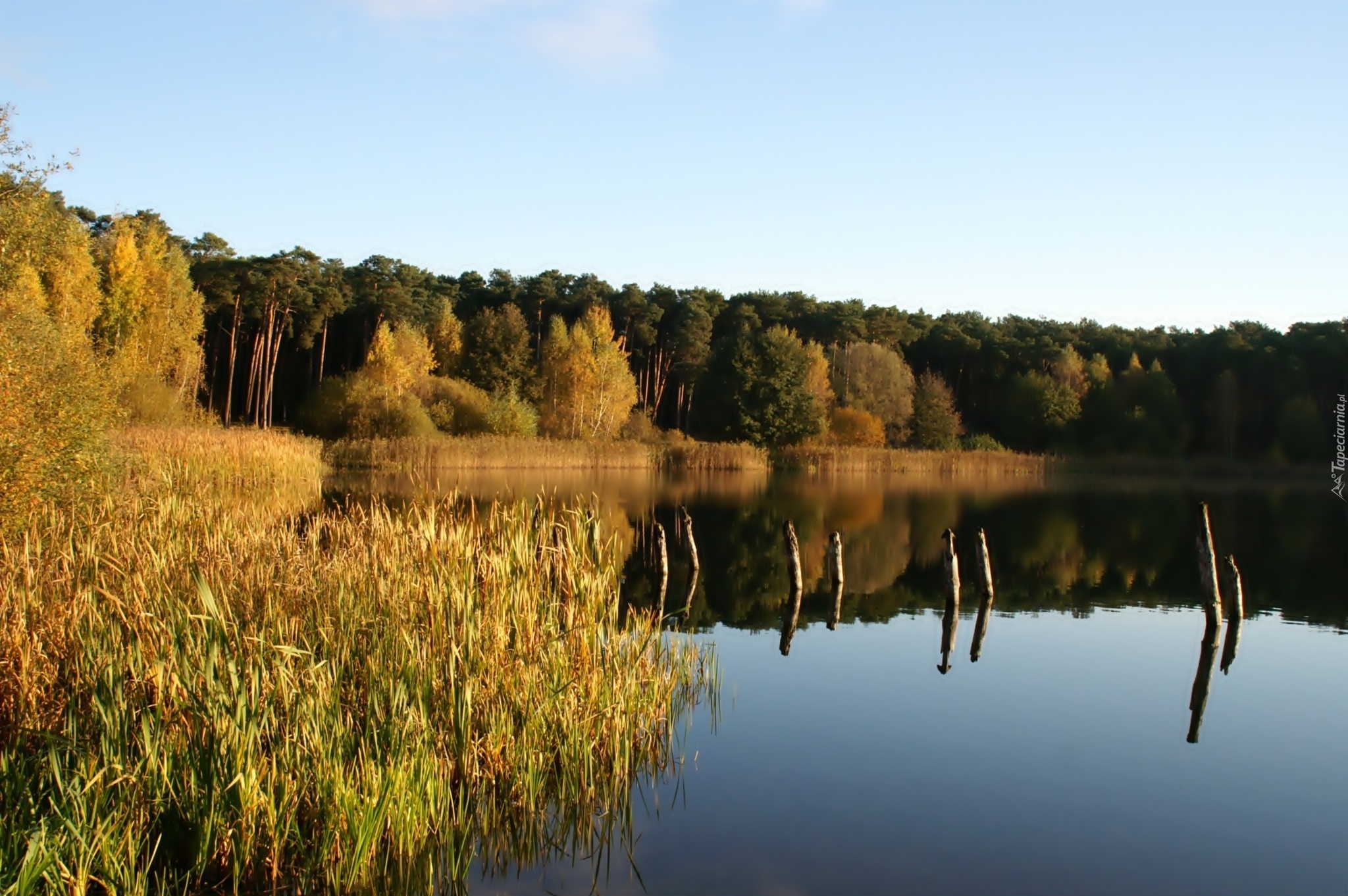 Jezioro, Las, Szuwary, Odbicie