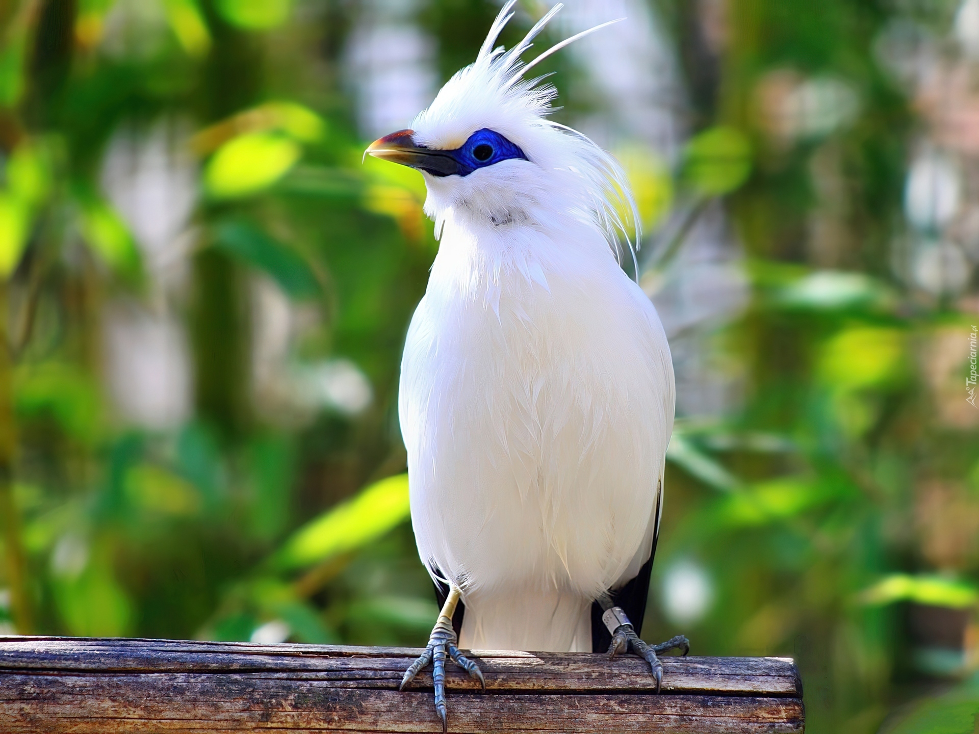 Biały, Szpak balijski, Bali Starling