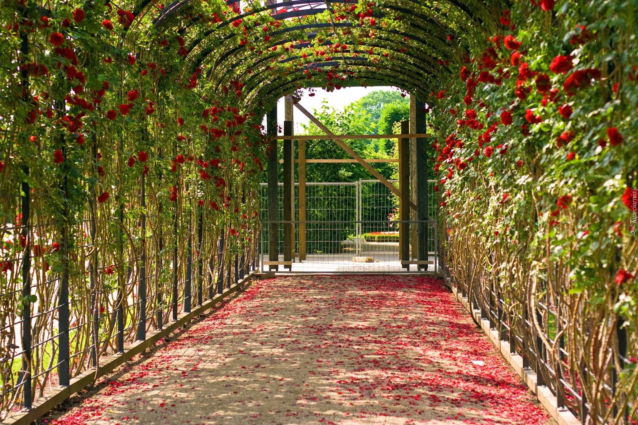 Pergola, Róże, Płatki, Ogród