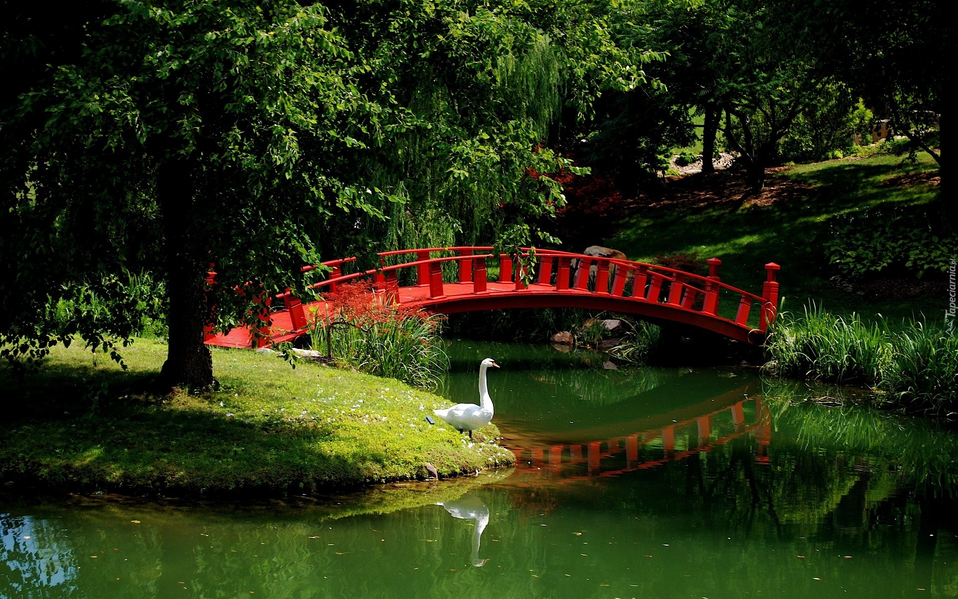 Park, Rzeka, Mostek, Łabędź