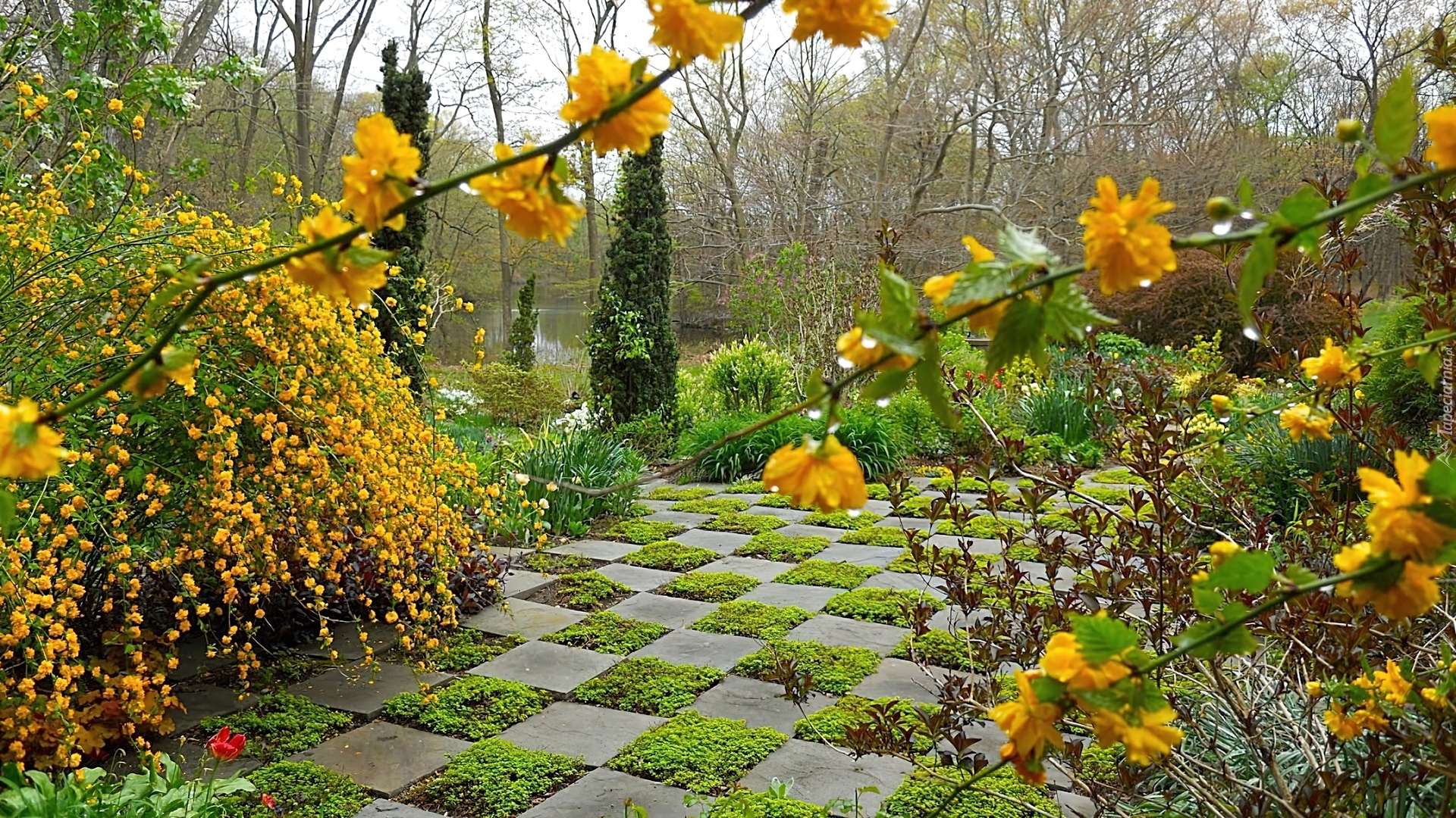 Ogród, Żółte, Kwiaty