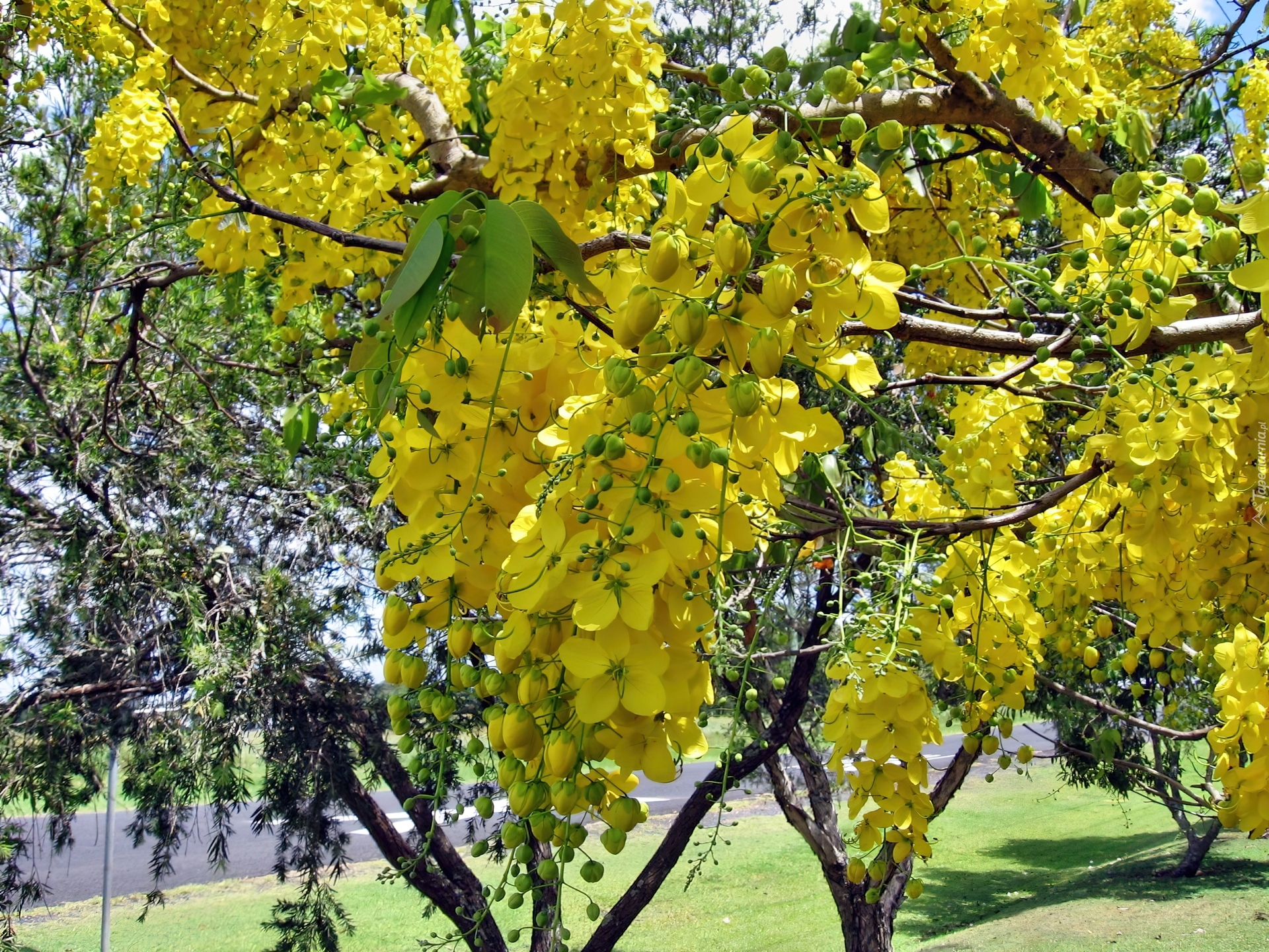 Drzewo, Żółta, Wisteria