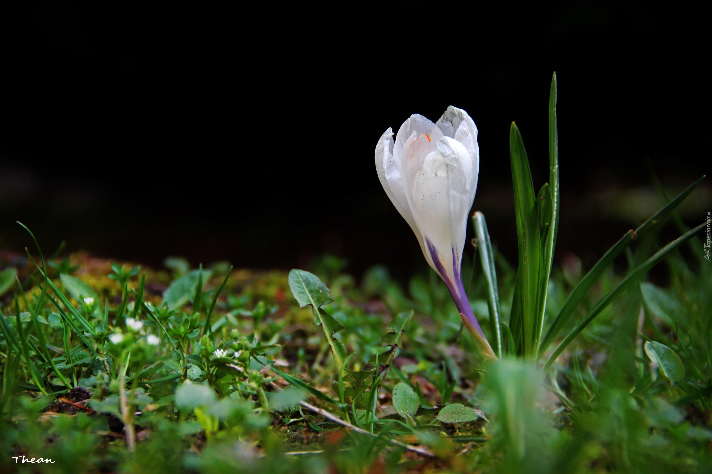 Biały, Krokus, Kwiat