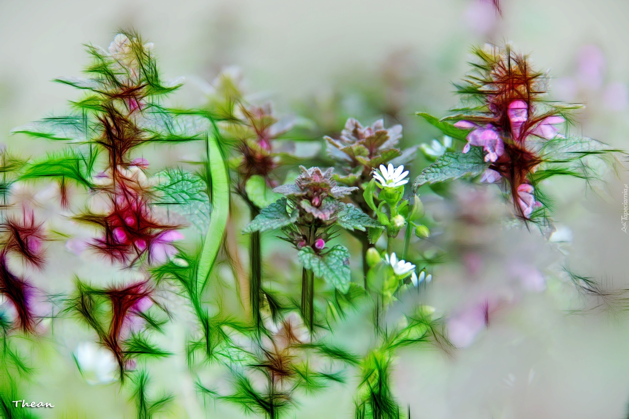 Roślinki, Fractalius