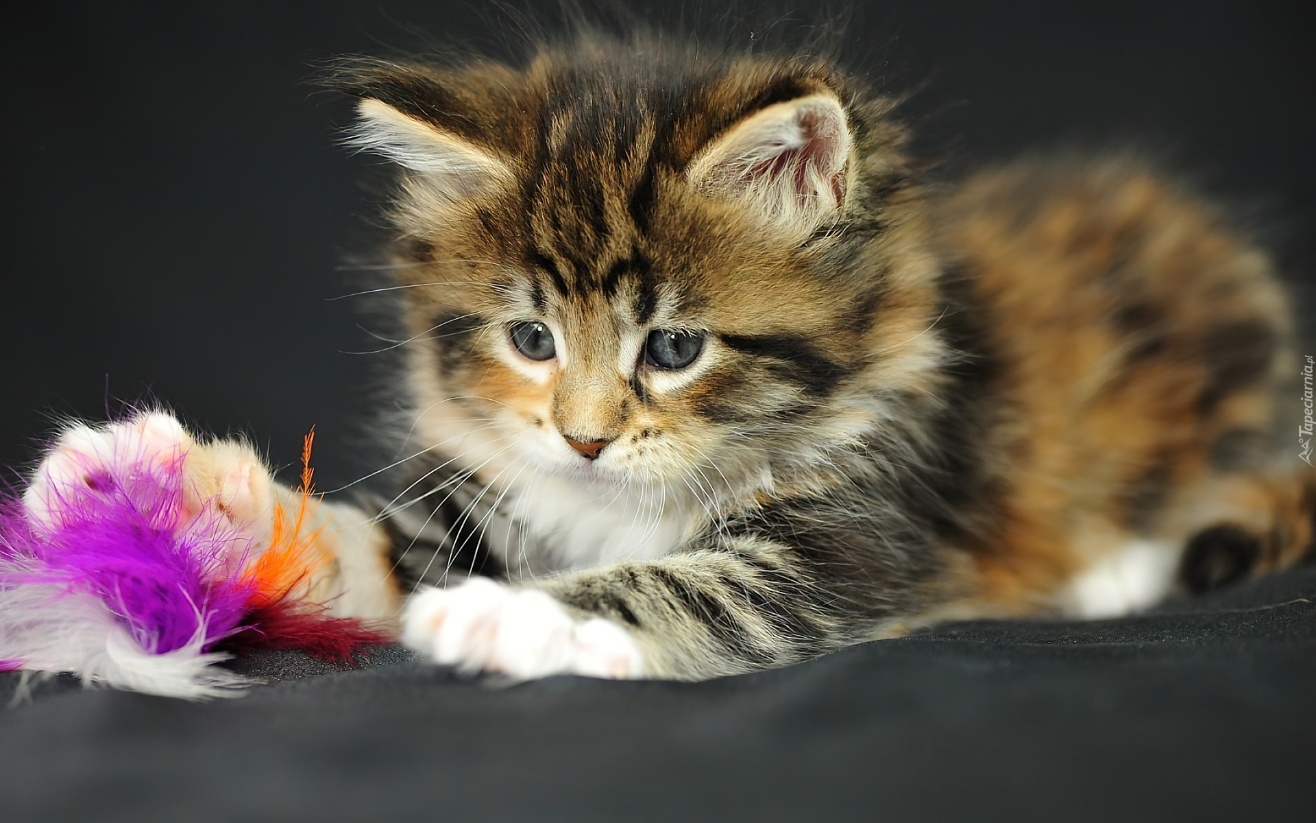 Kotek, Zabawka, Maine Coon