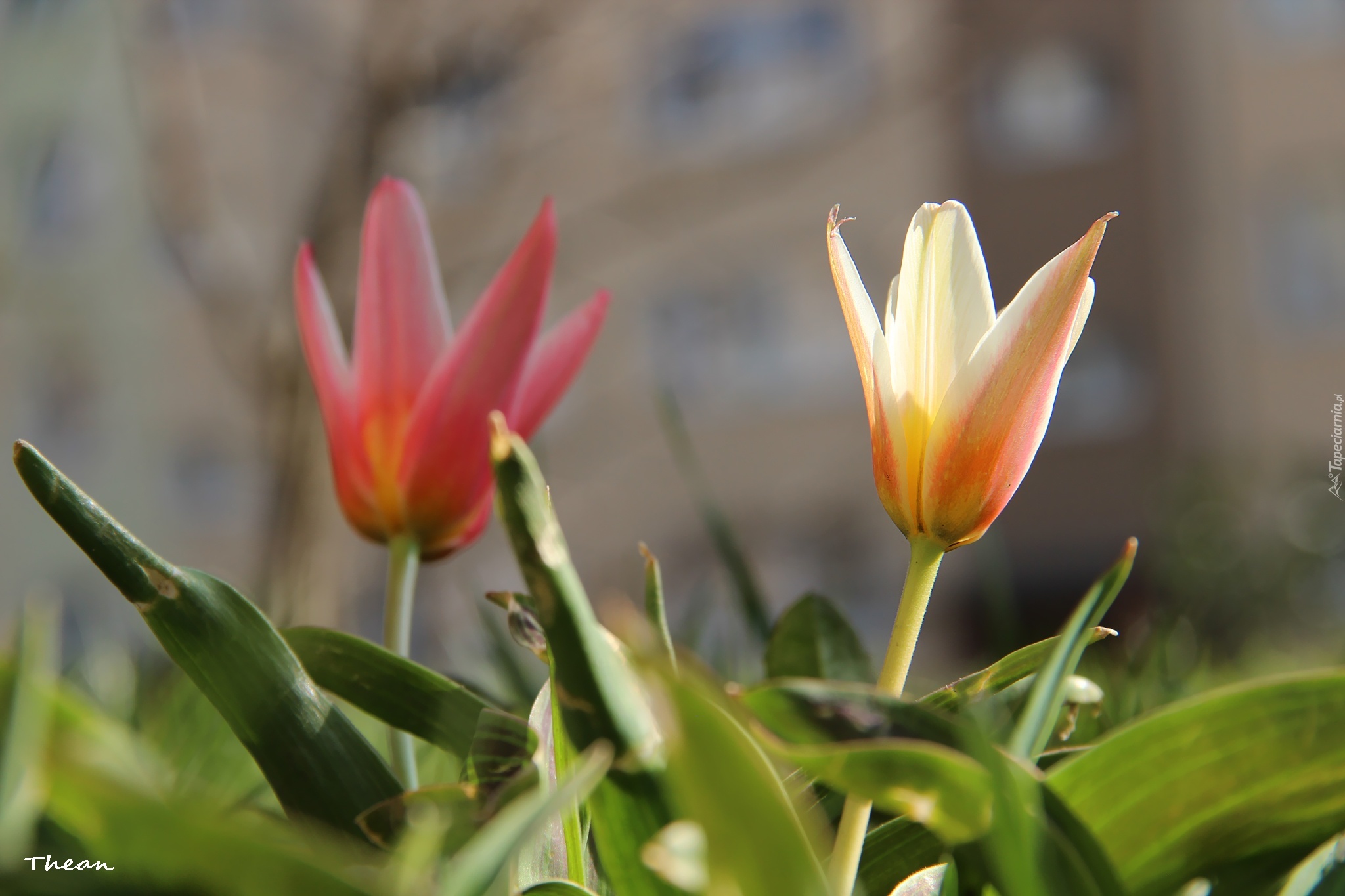 Tulipany, Kwiaty, Wiosna