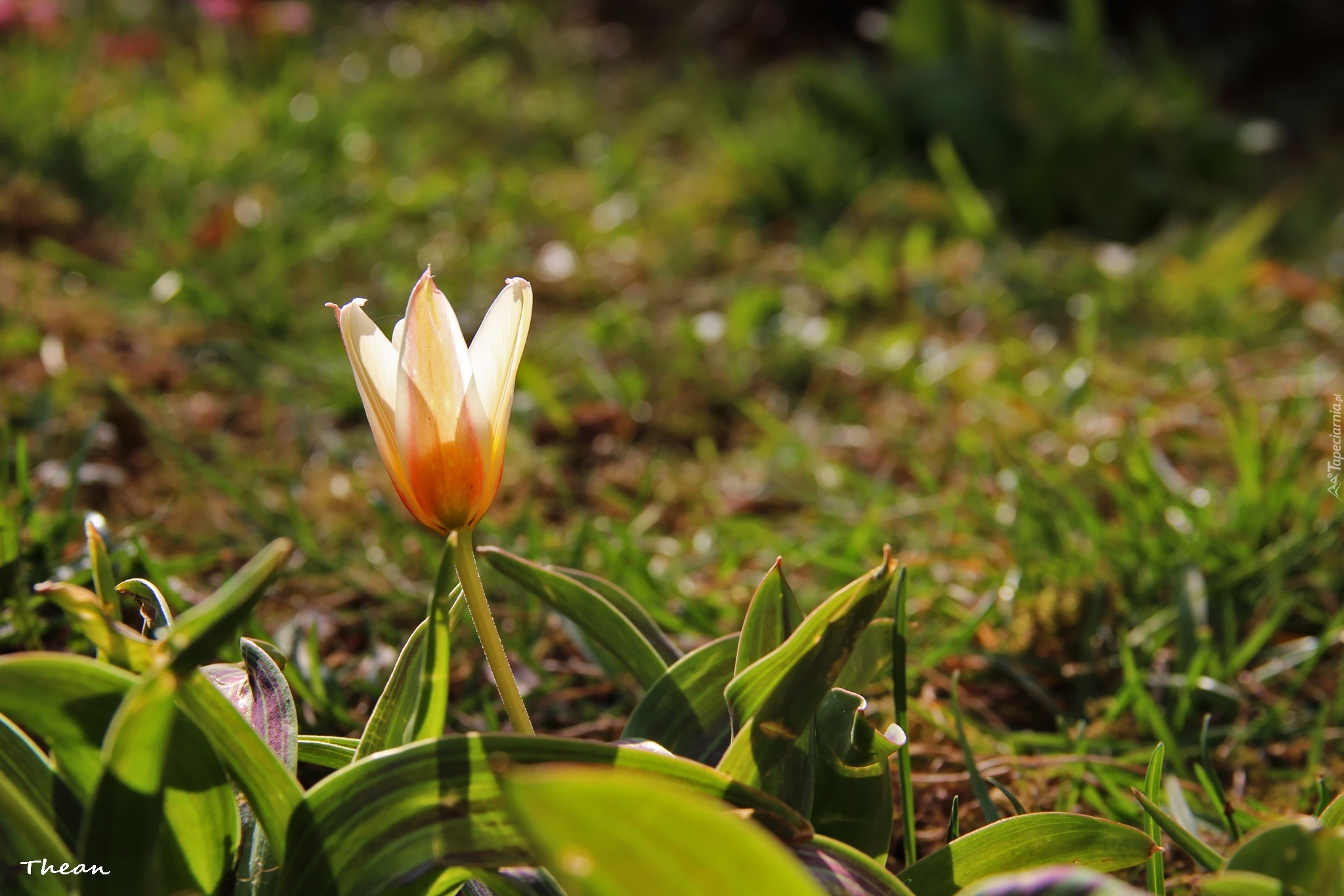 Tulipan, Trawa, Kwiat