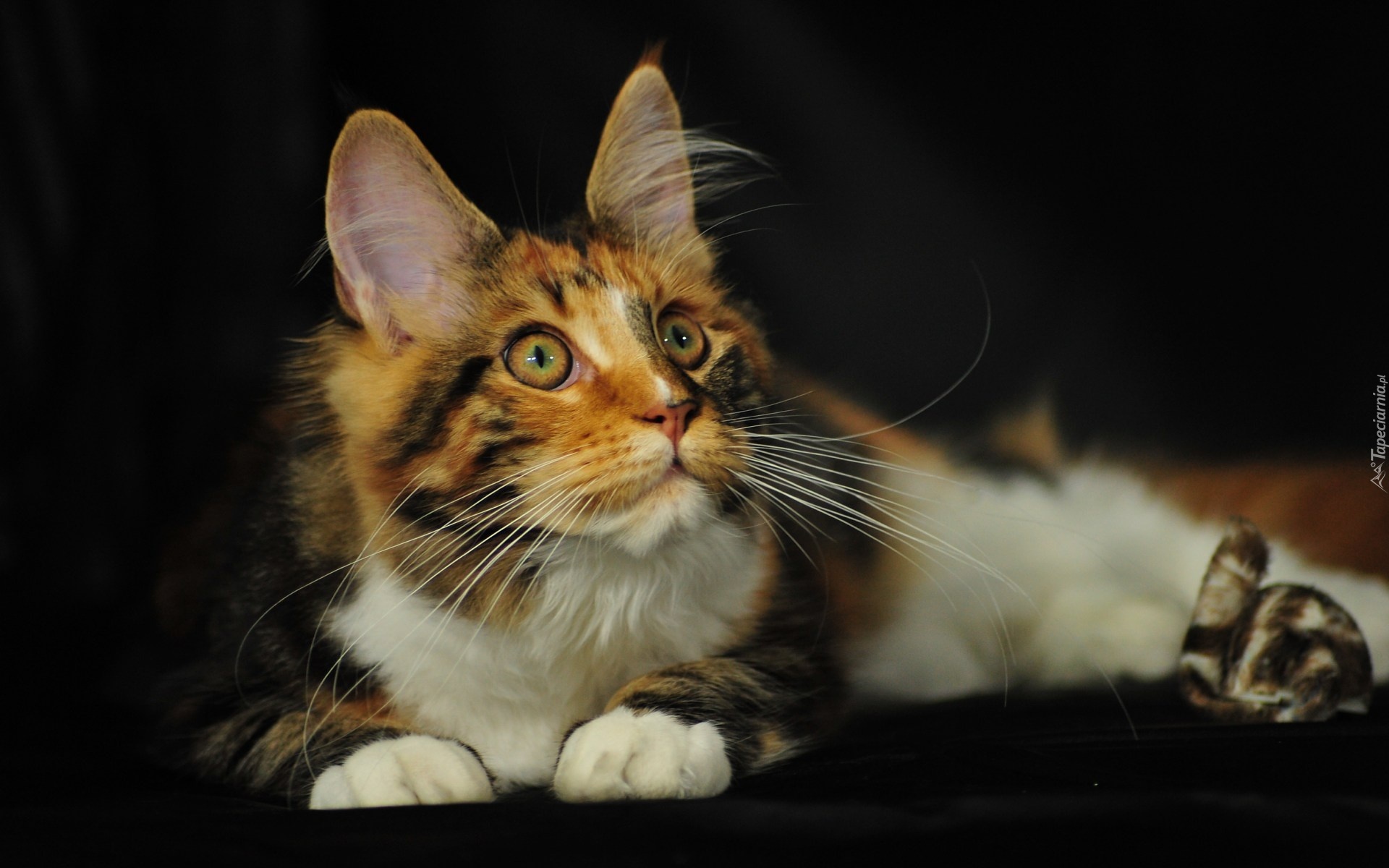 Kotek, Maine Coon