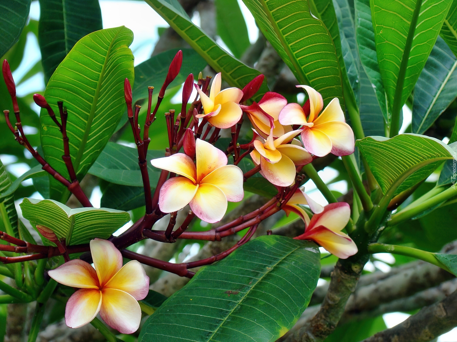 Plumeria, Liście