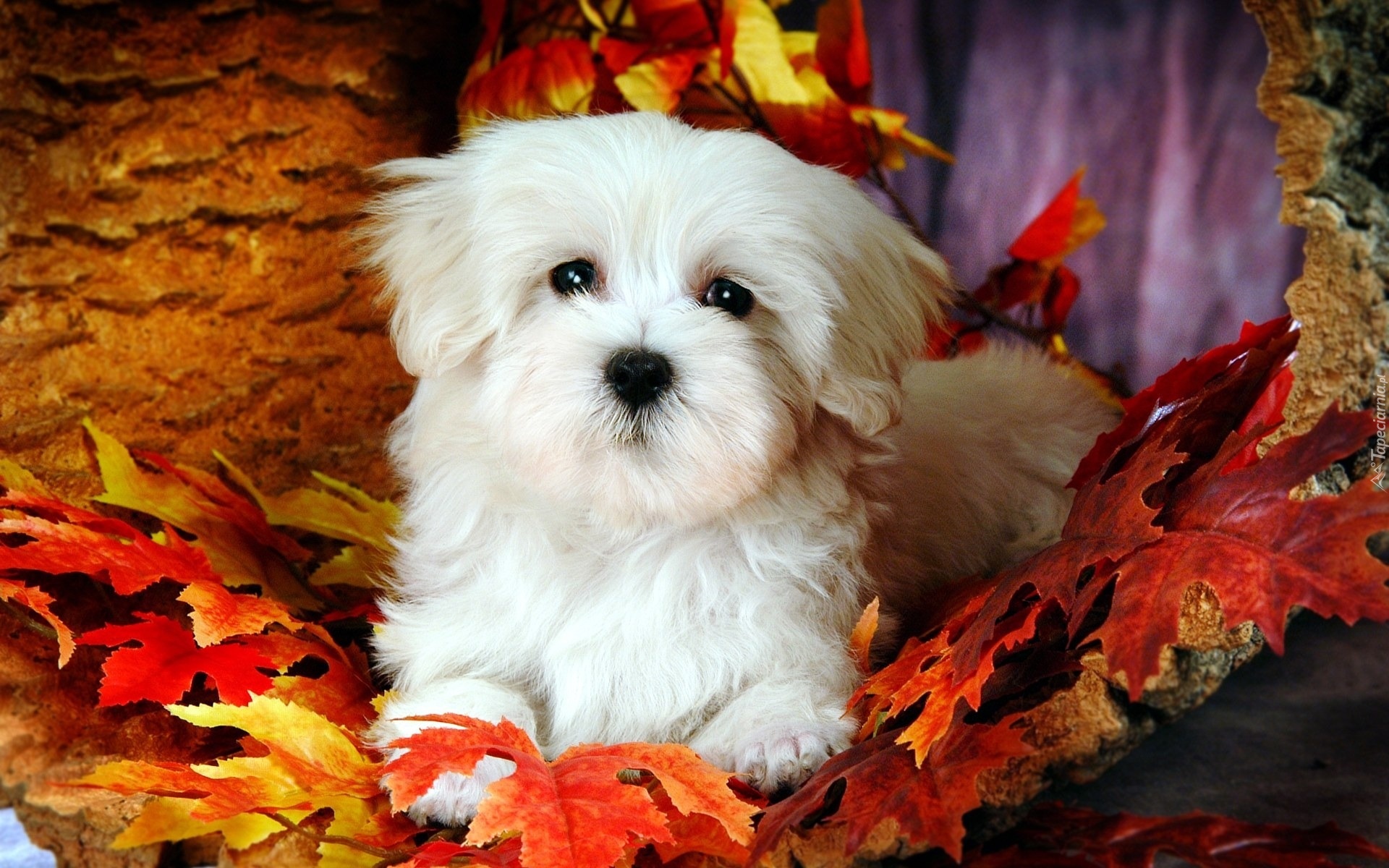 Piesek, Bichon Frise, Liście