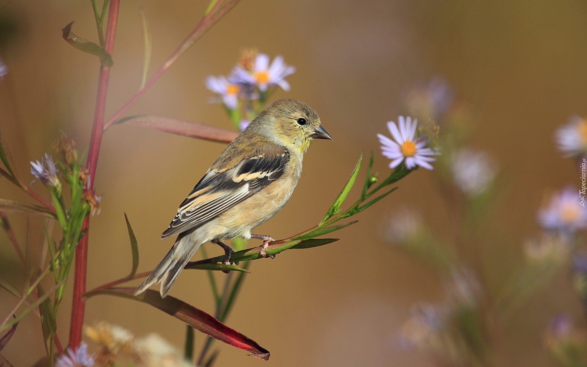 природа птицы животные весна без смс