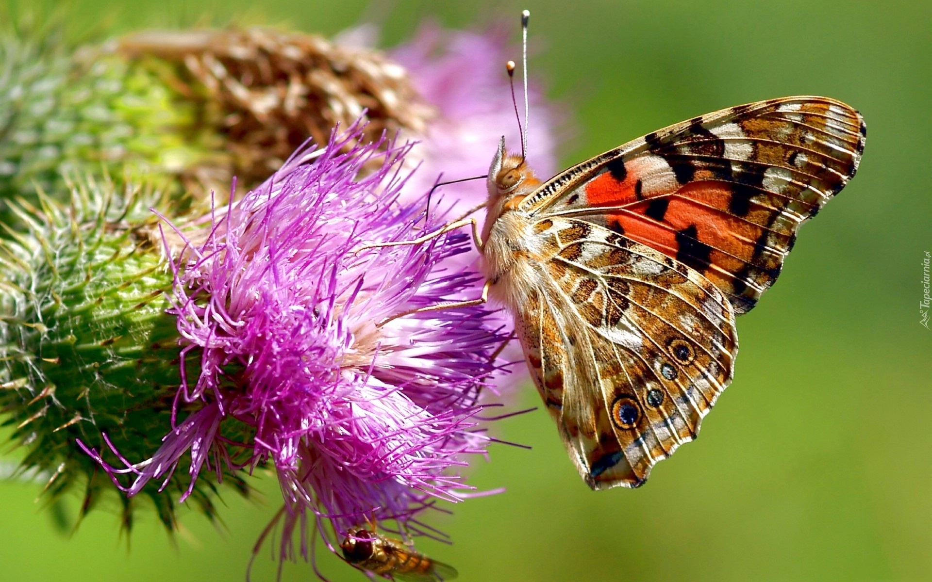 Kwiat, Ostu, Motyl, Rusałka, Osetnik