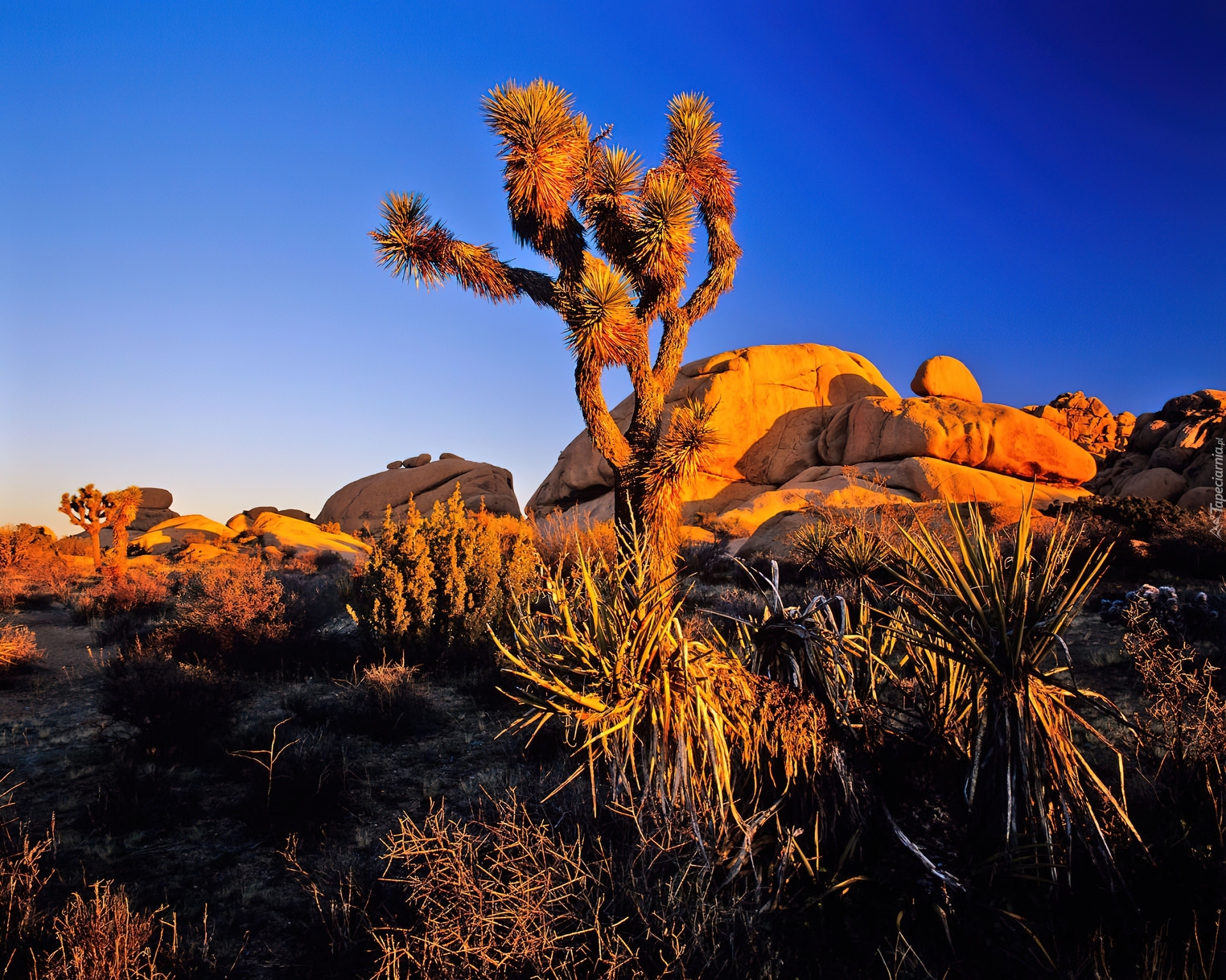 Park Narodowy Joshua Tree, Drzewo Jozuego, Kalifornia, Stany Zjednoczone